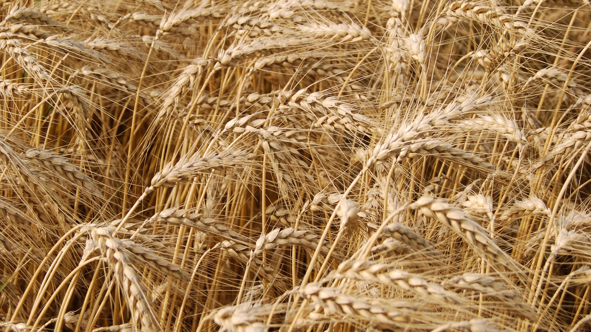 Wheat wallpaper (4) #2 - 1920x1080