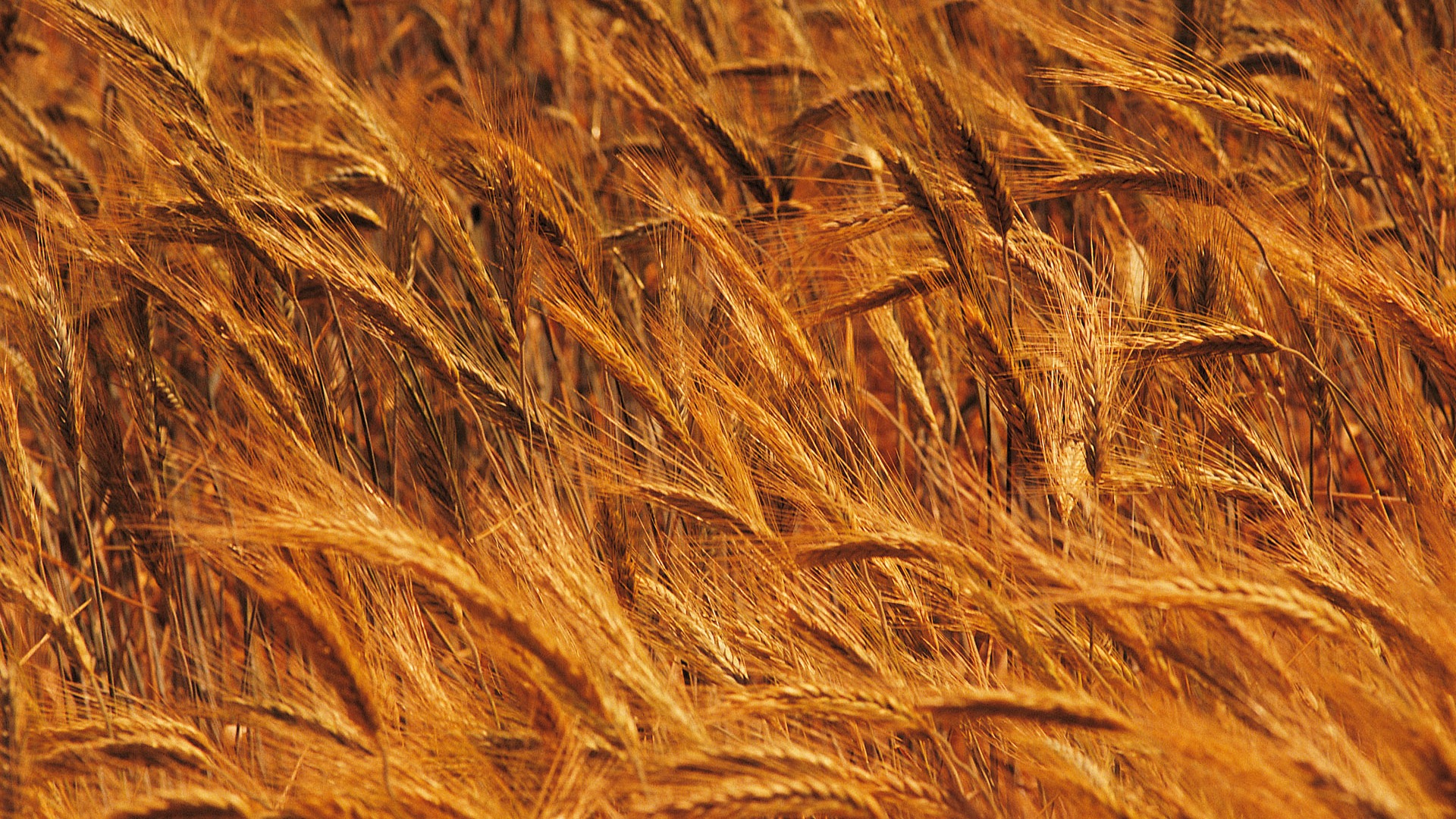 Wheat wallpaper (4) #4 - 1920x1080