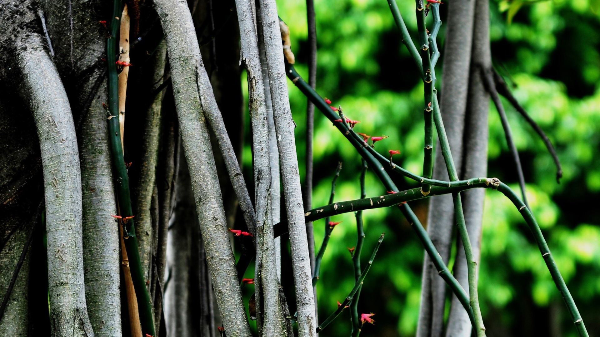 Flowers blooming (Old Hong OK works) #9 - 1920x1080