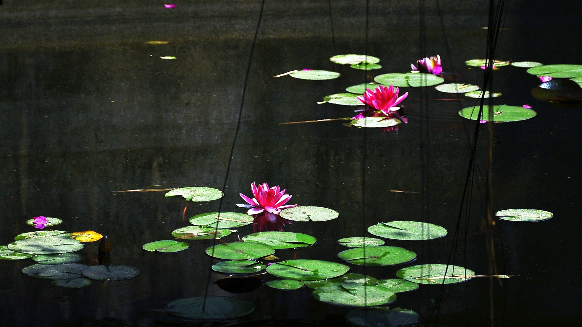 Flowers blooming (Old Hong OK works) #18 - 1920x1080