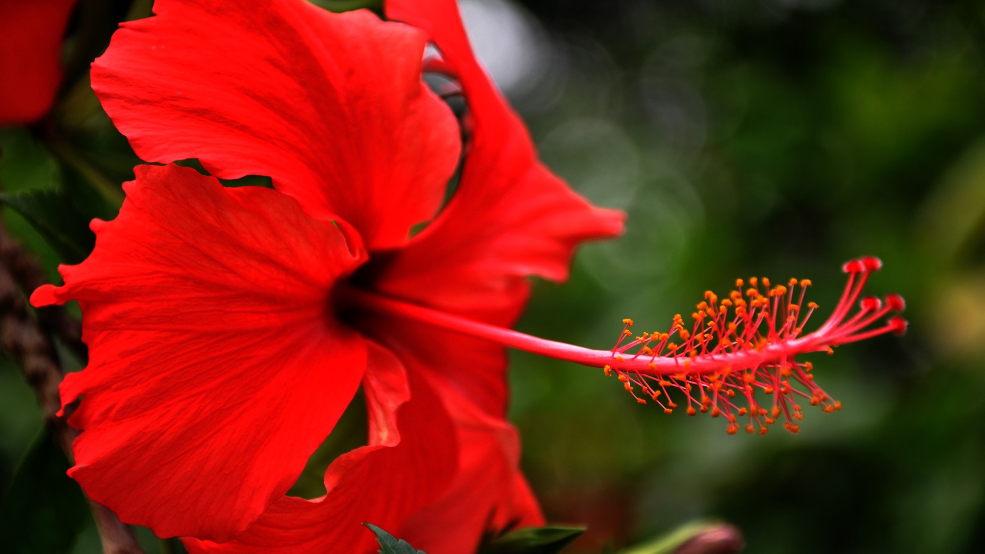 Flowers blooming (Old Hong OK works) #19 - 1920x1080
