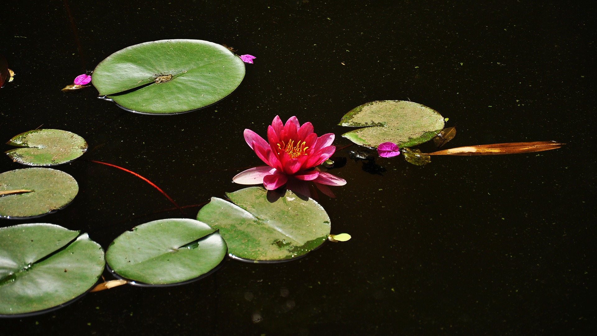 Flower close-up (Old œuvres Hong OK) #11 - 1920x1080