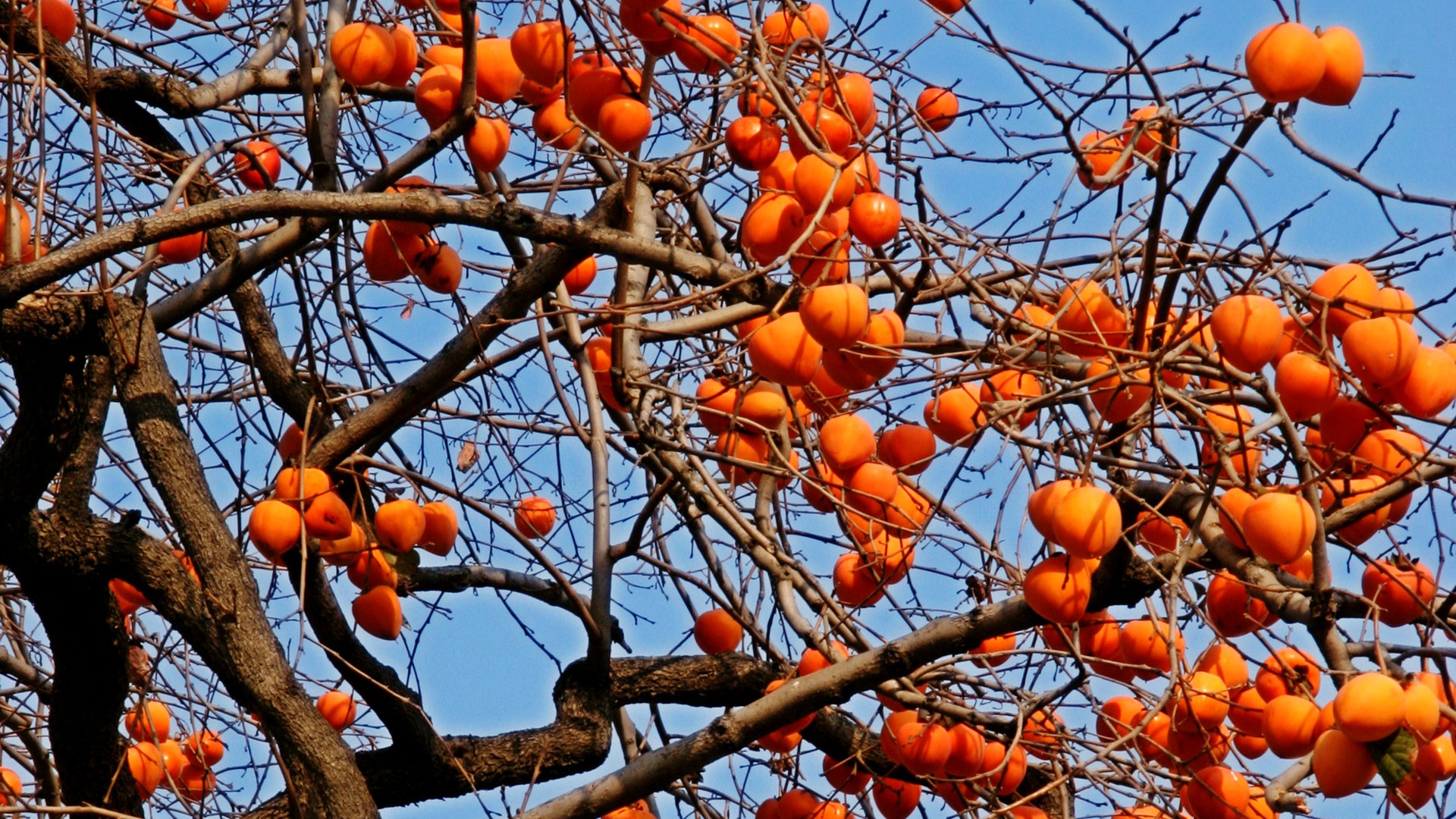 Fotografía de paisaje (2) (Li trabaja Shanquan) #3 - 1920x1080