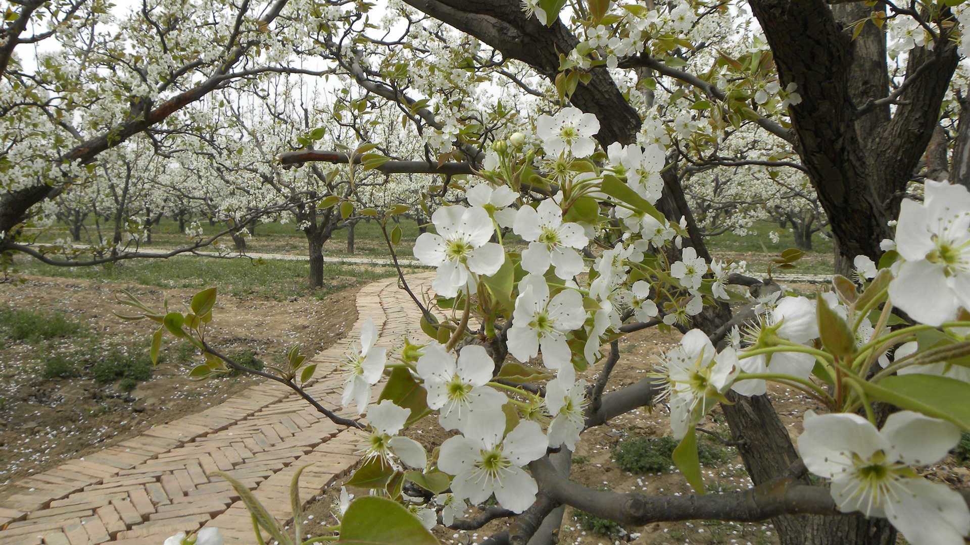 Flowers HD photography collection (1) #15 - 1920x1080