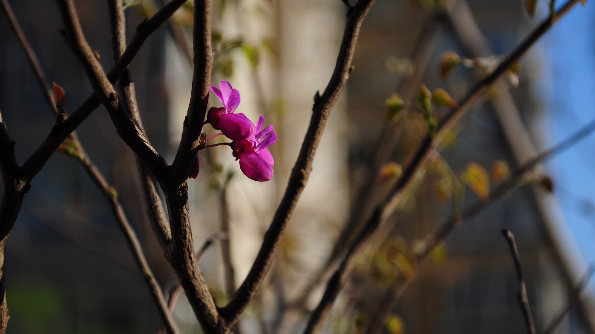 Flowers HD photography collection (2) #9 - 1920x1080