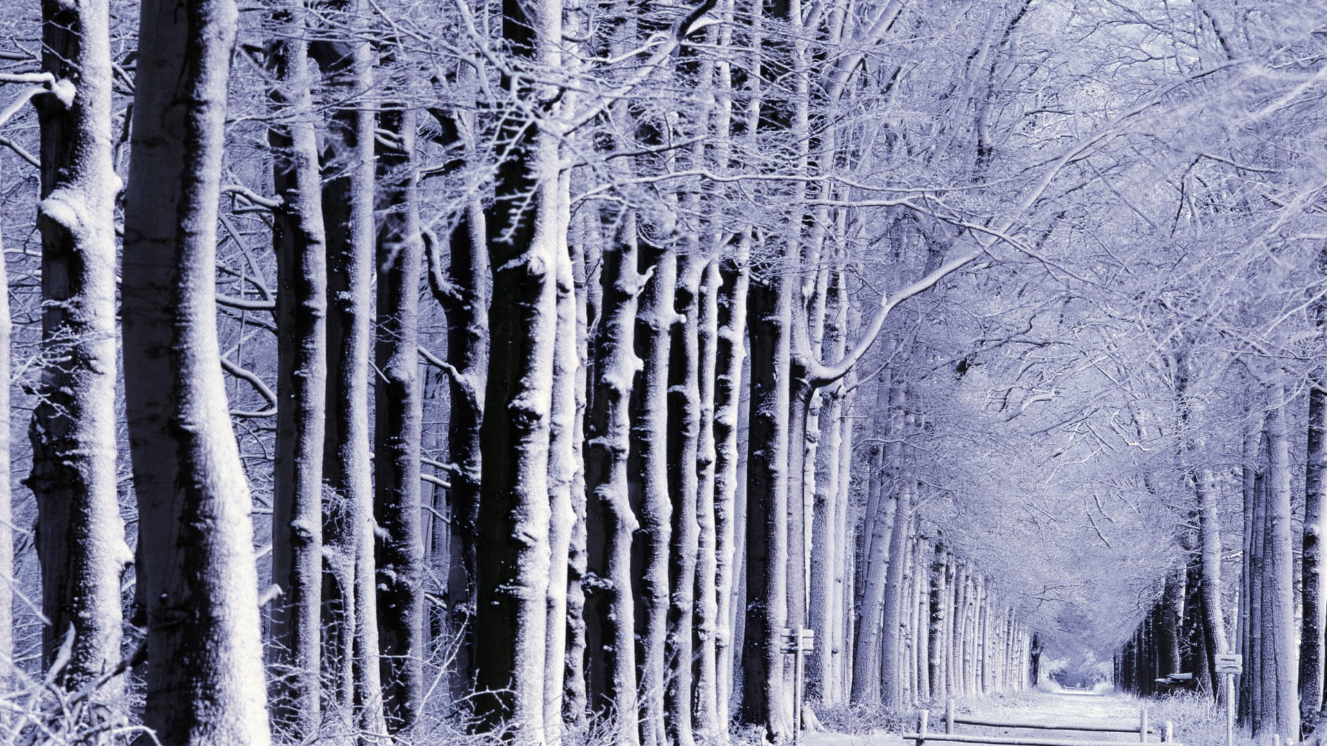 Fond d'écran panoramique de neige (1) #18 - 1920x1080