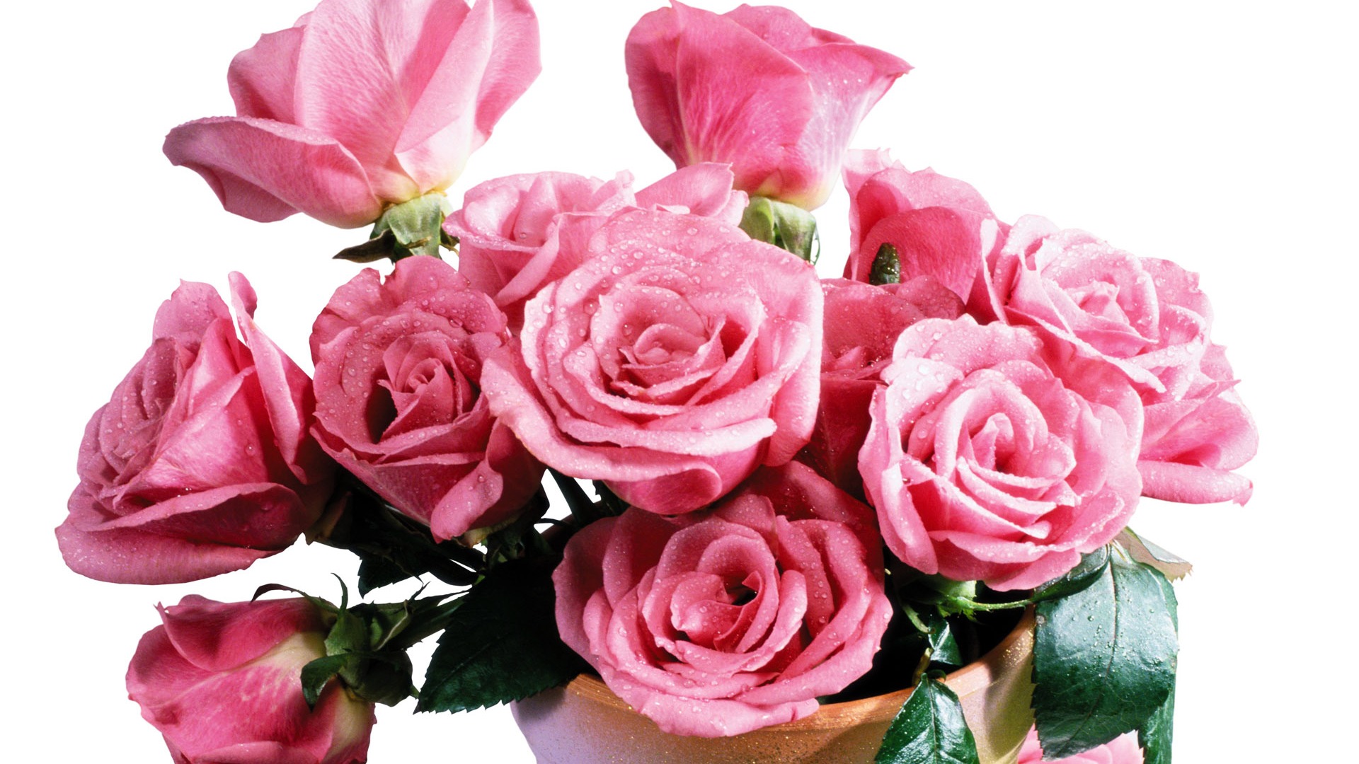 Rose Foto tapety (5) #12 - 1920x1080