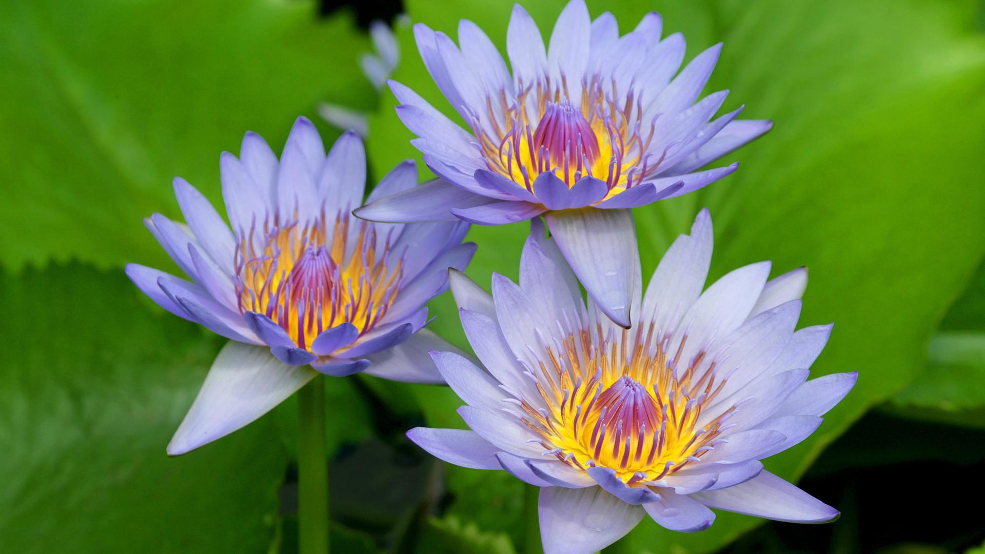 寬屏鮮花特寫 壁紙(12) #20 - 1920x1080