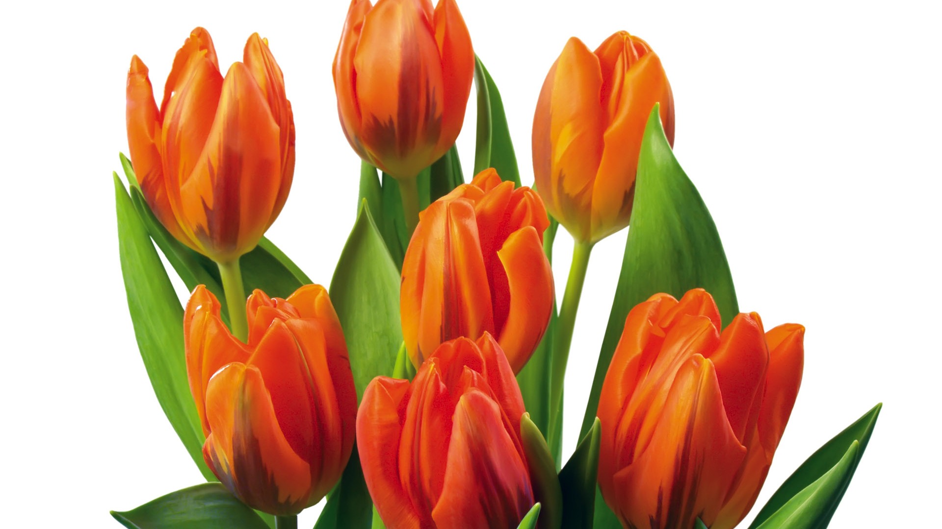 Tulip wallpaper album (2) #17 - 1920x1080