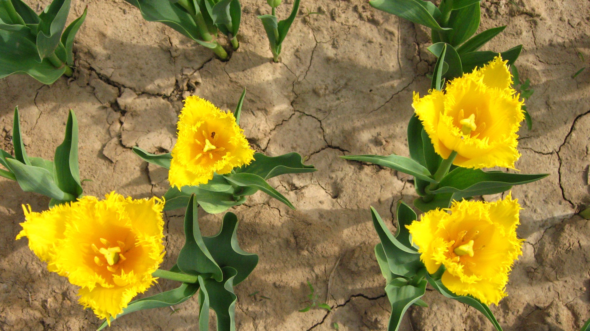 Tulip tapety album (4) #11 - 1920x1080