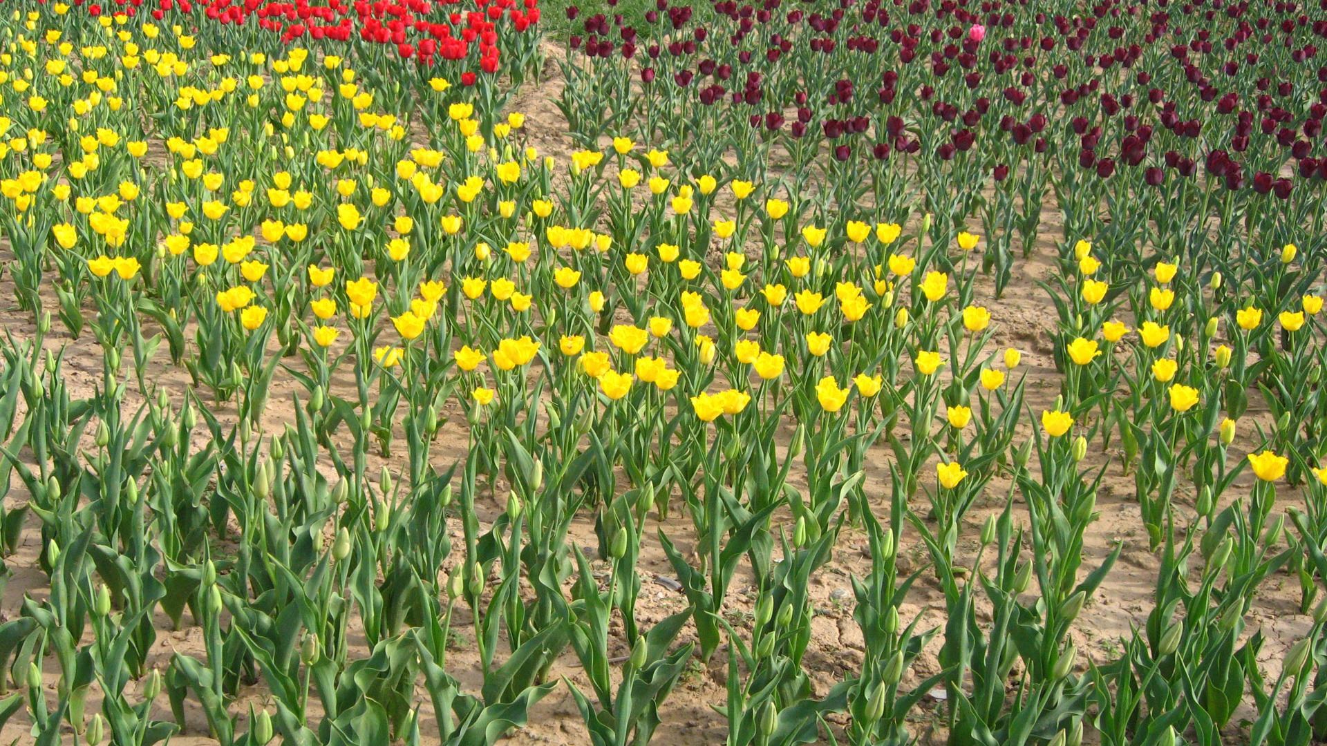 Tulip álbum de fondo de pantalla (4) #19 - 1920x1080