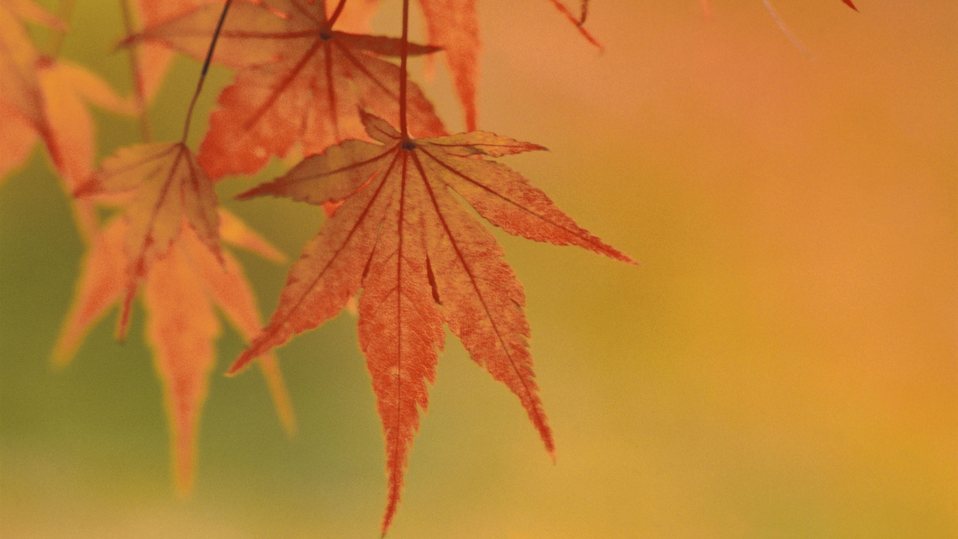 超大鲜花绿叶特写 壁纸(一)3 - 1920x1080