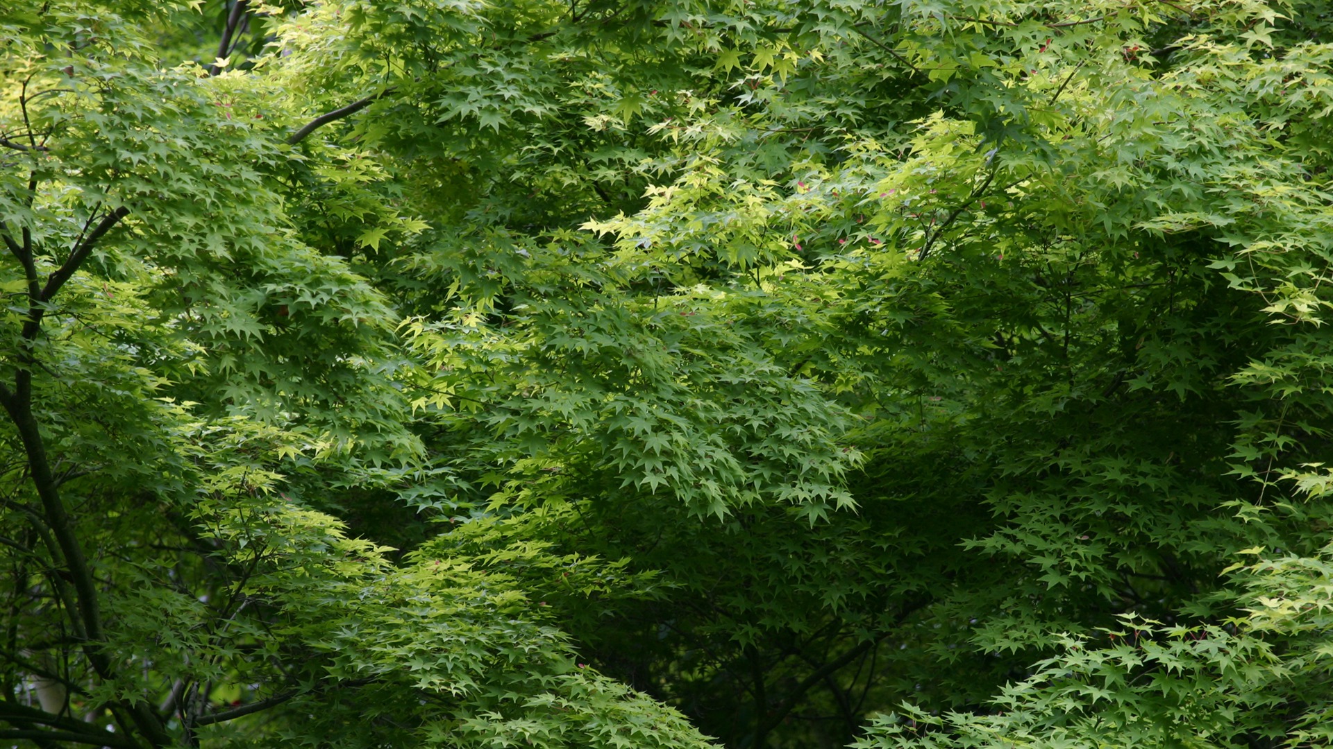 Large green leaves close-up flower wallpaper (1) #8 - 1920x1080