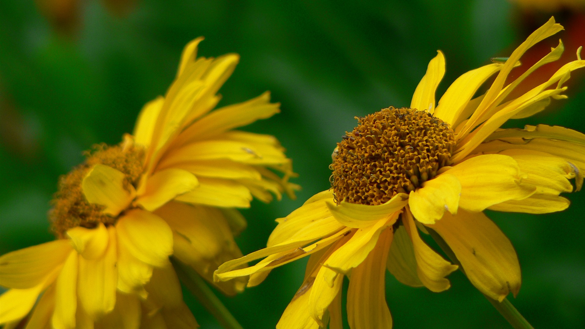 Large green leaves close-up flower wallpaper (1) #12 - 1920x1080