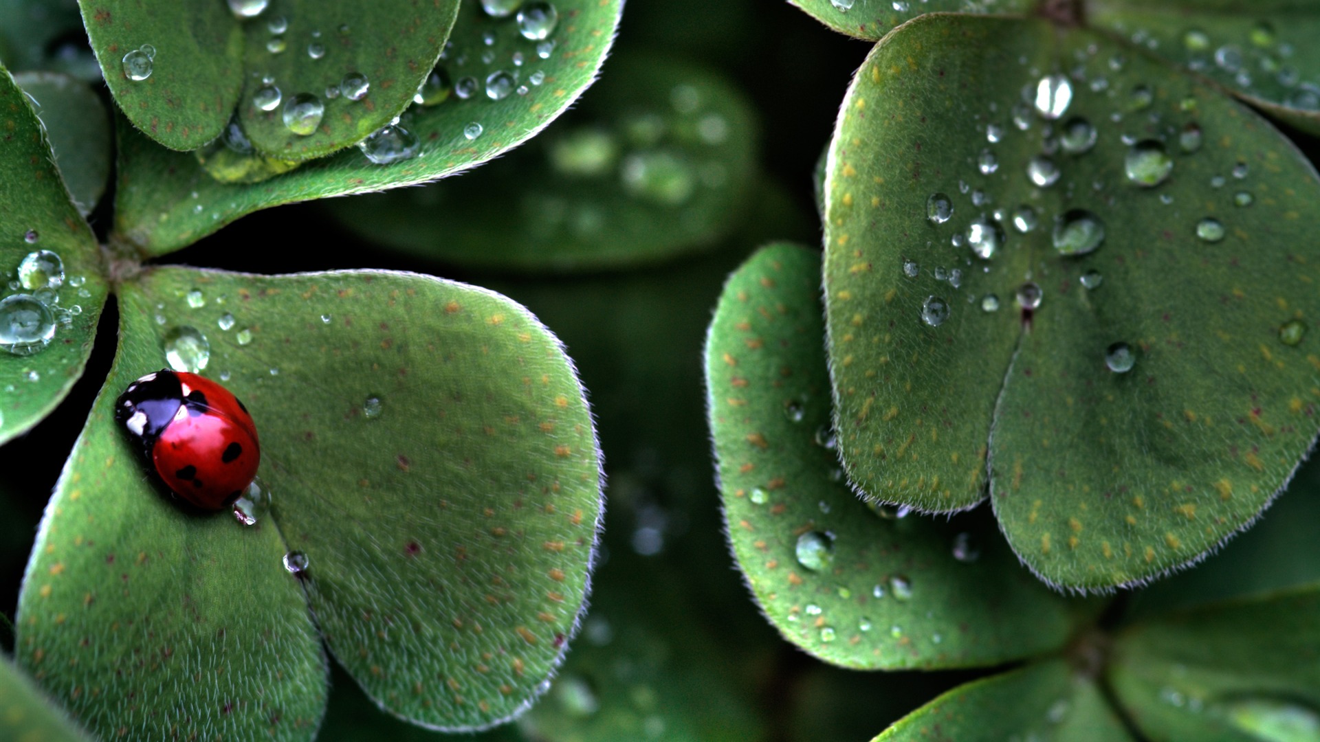 Large green leaves close-up flower wallpaper (1) #16 - 1920x1080