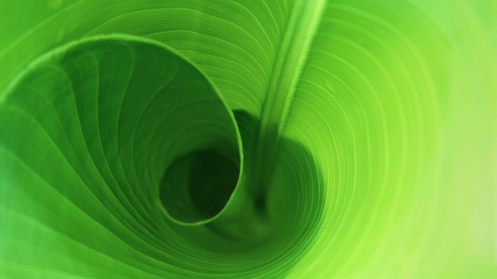 Large green leaves close-up flower wallpaper (2) #3 - 1920x1080