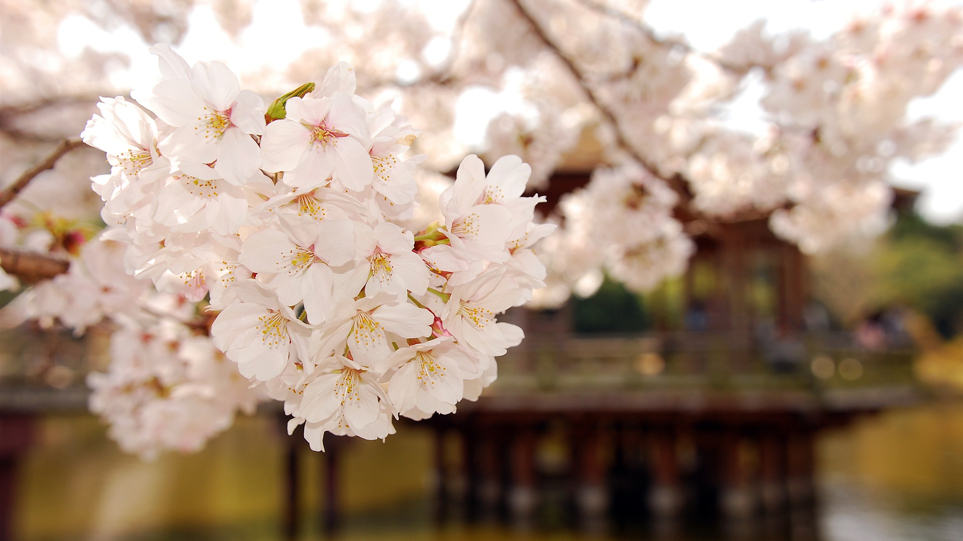 超大鲜花绿叶特写 壁纸(二)16 - 1920x1080