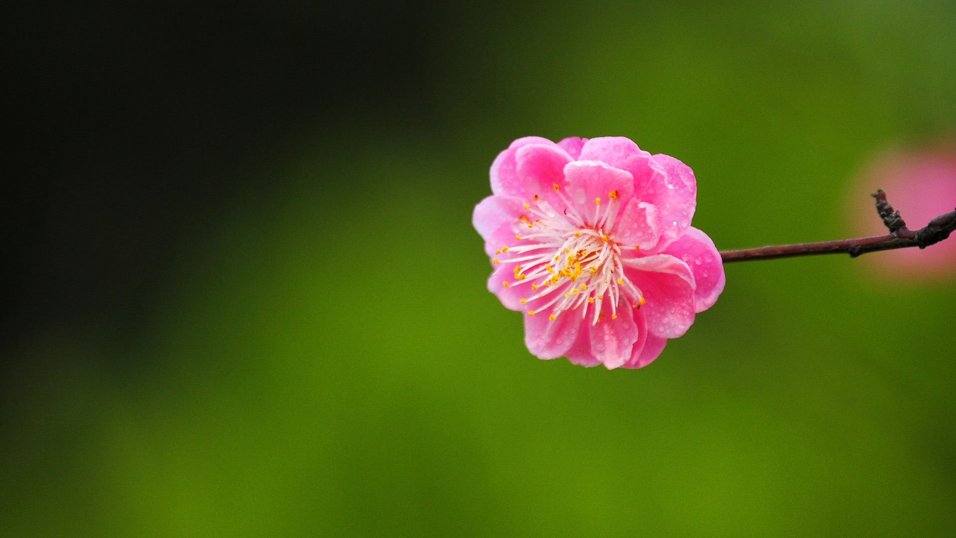 花草微距 (红粉佳人526作品)19 - 1920x1200 壁纸下载 - 花草微距 (红粉佳人526作品) - 摄影壁纸 - V3壁纸站