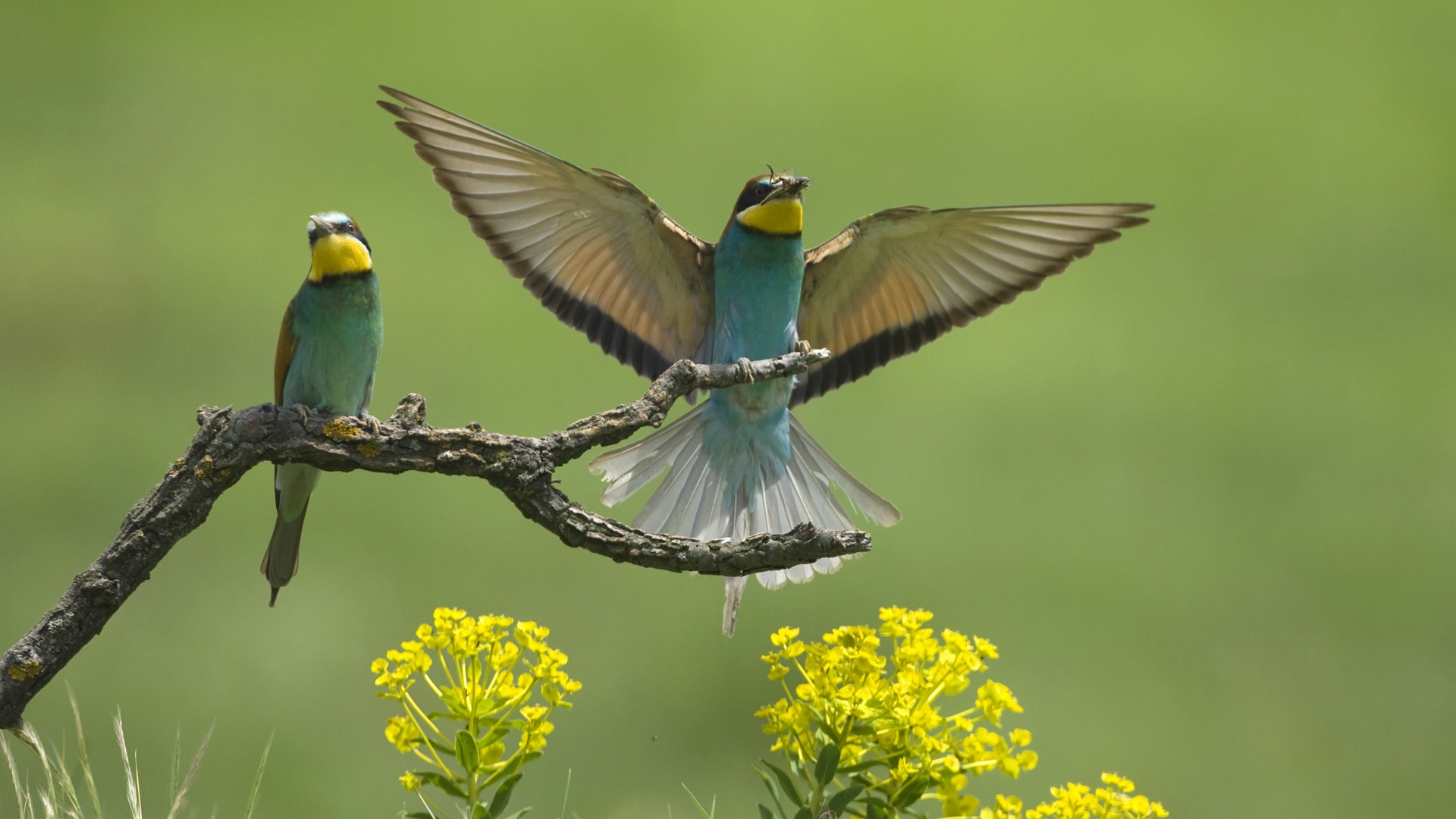 Animal Wallpaper Collection (22) #5 - 1920x1080