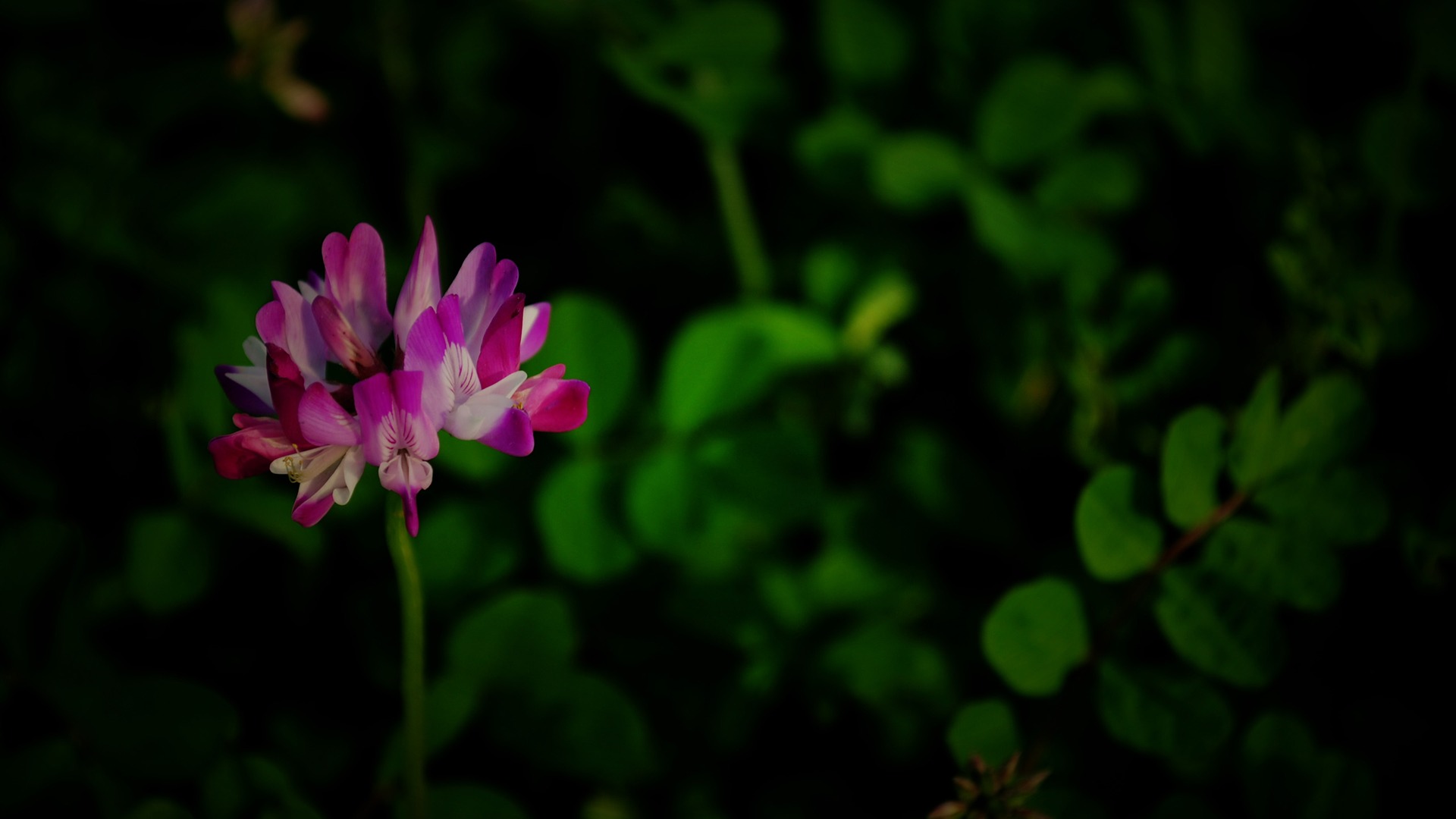 これらの花（Pretty in Pinkで526エントリ） #4 - 1920x1080