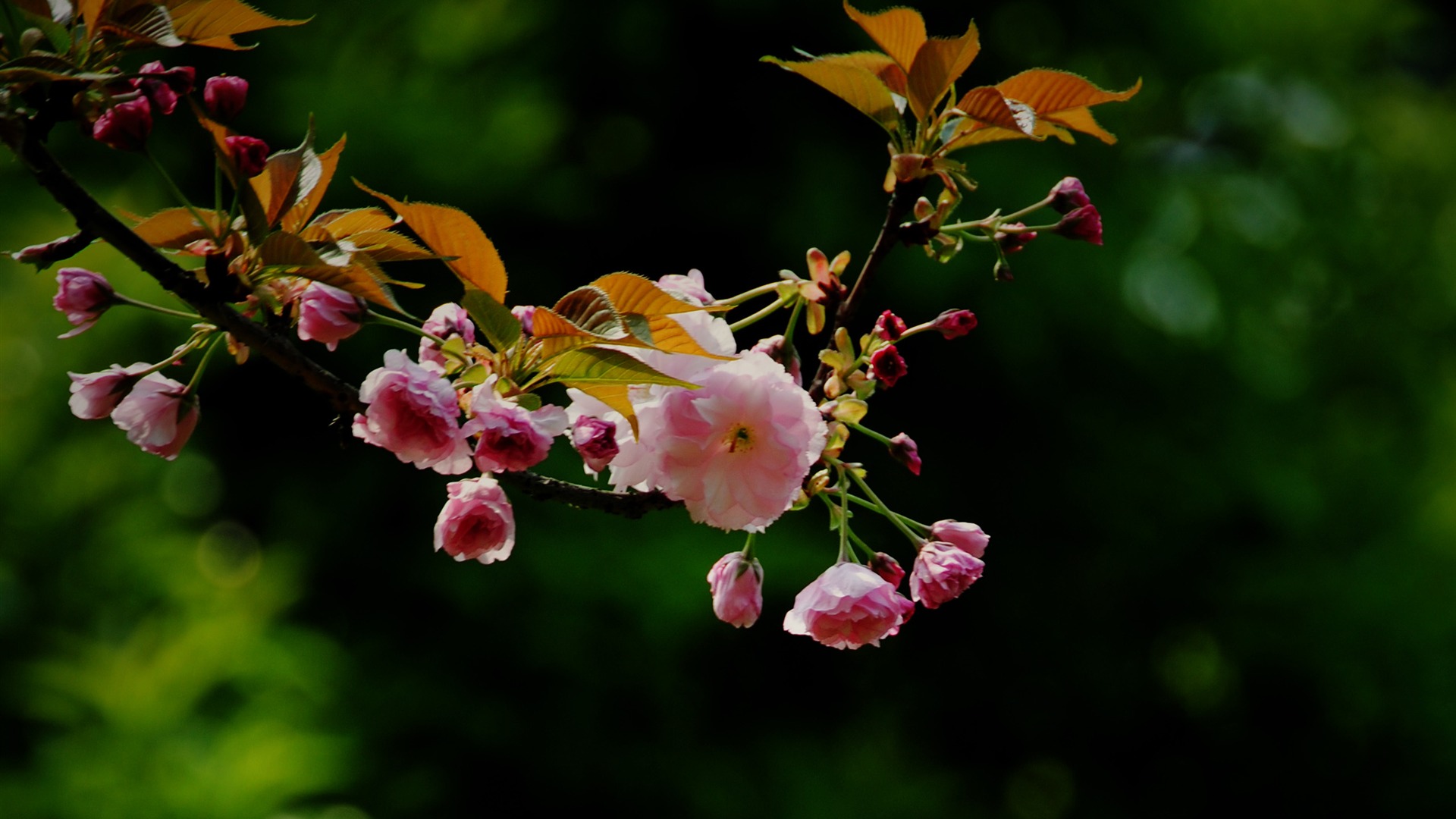 Tyto květiny (Pretty in Pink 526 záznamů) #13 - 1920x1080
