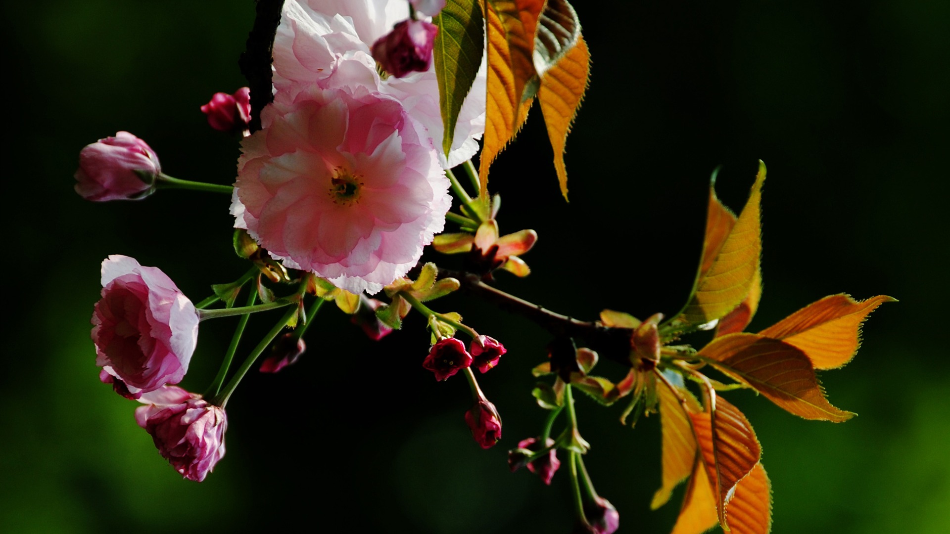 これらの花（Pretty in Pinkで526エントリ） #15 - 1920x1080