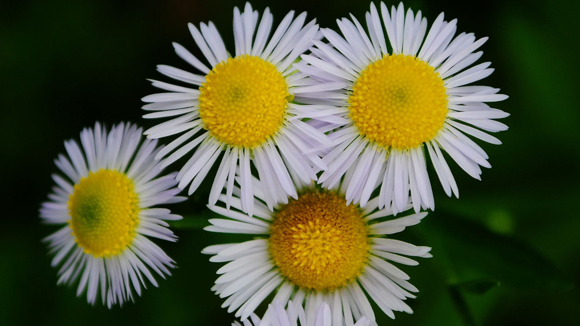 Flowers macro (Pretty in Pink 526 entries) #20 - 1920x1080