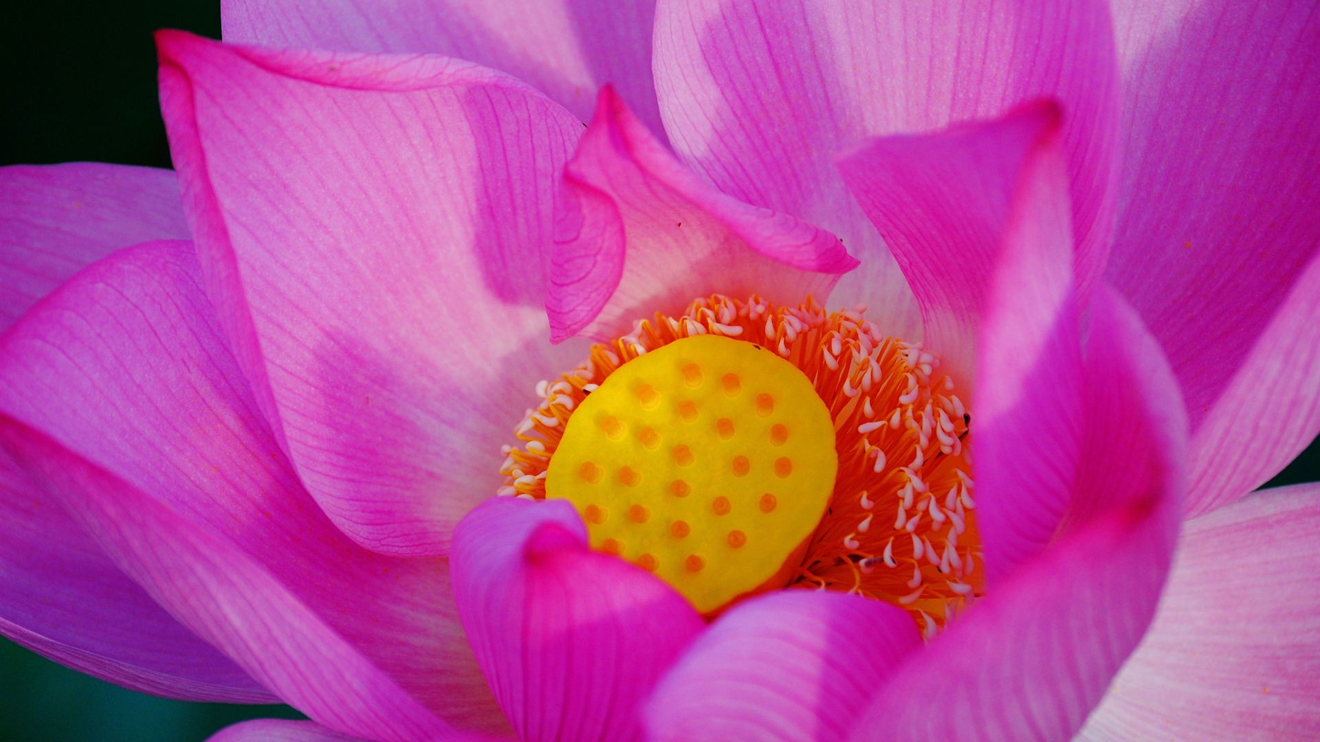 花（Pretty in Pinkで526エントリ） #18 - 1920x1080