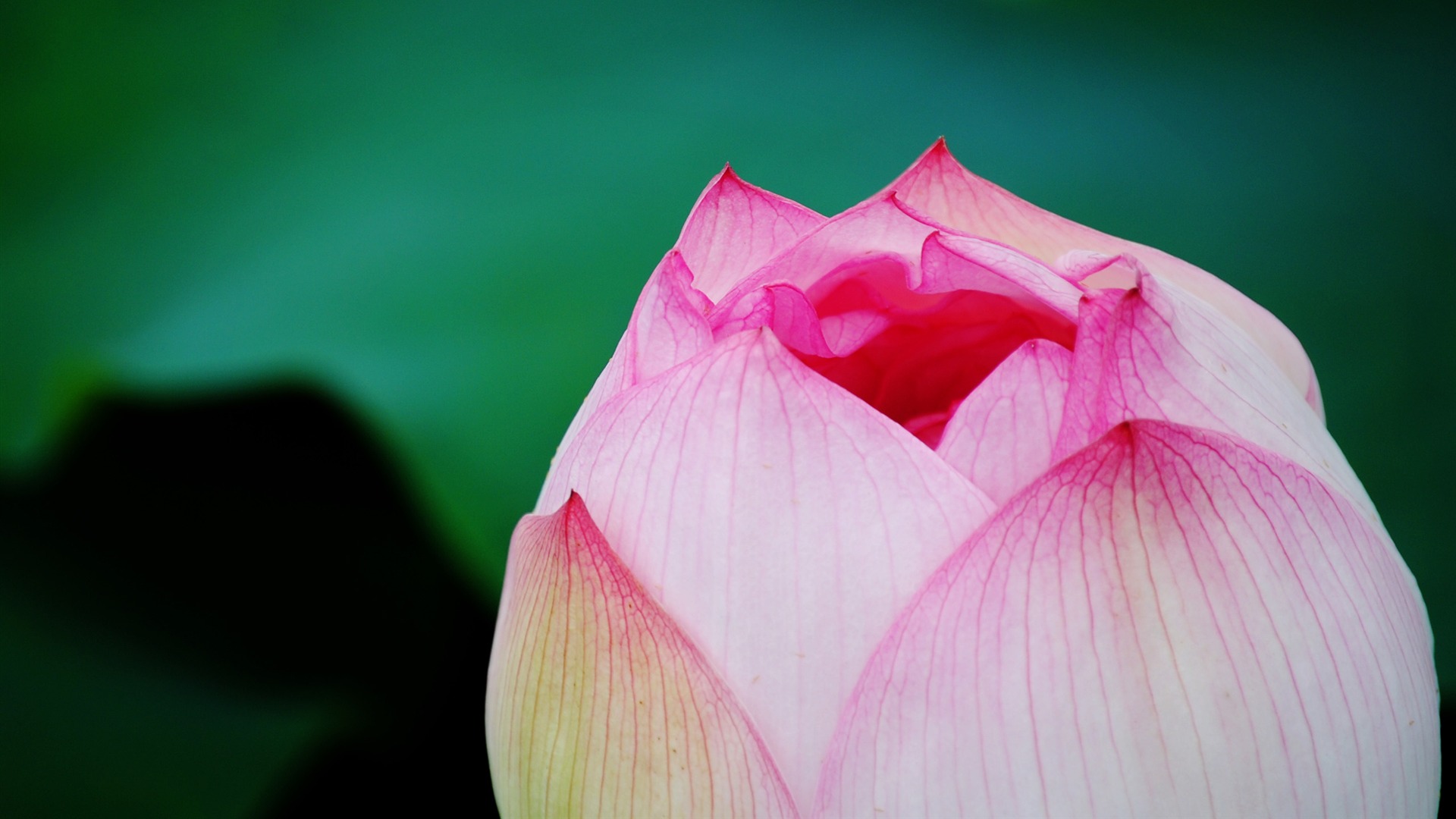 Lotus (Pretty in Pink 526 entries) #3 - 1920x1080