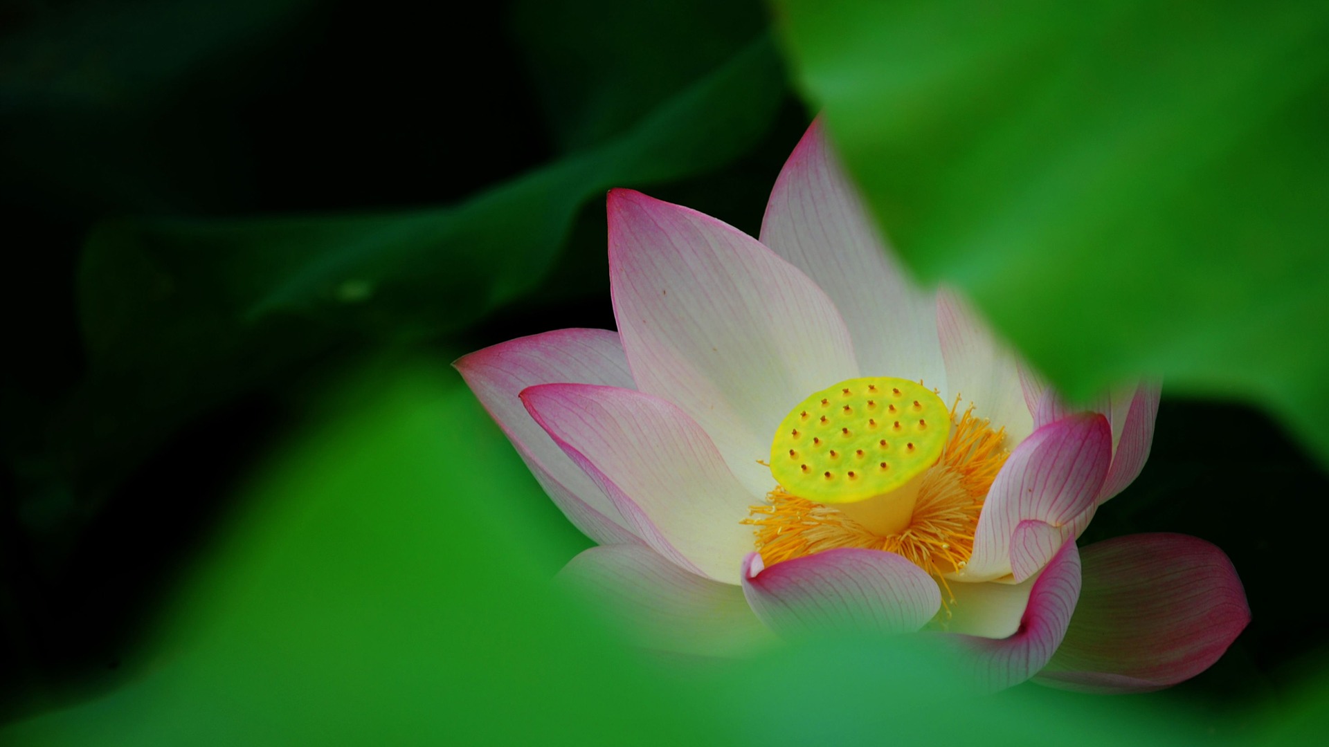 Lotus (Pretty in Pink 526 entries) #12 - 1920x1080