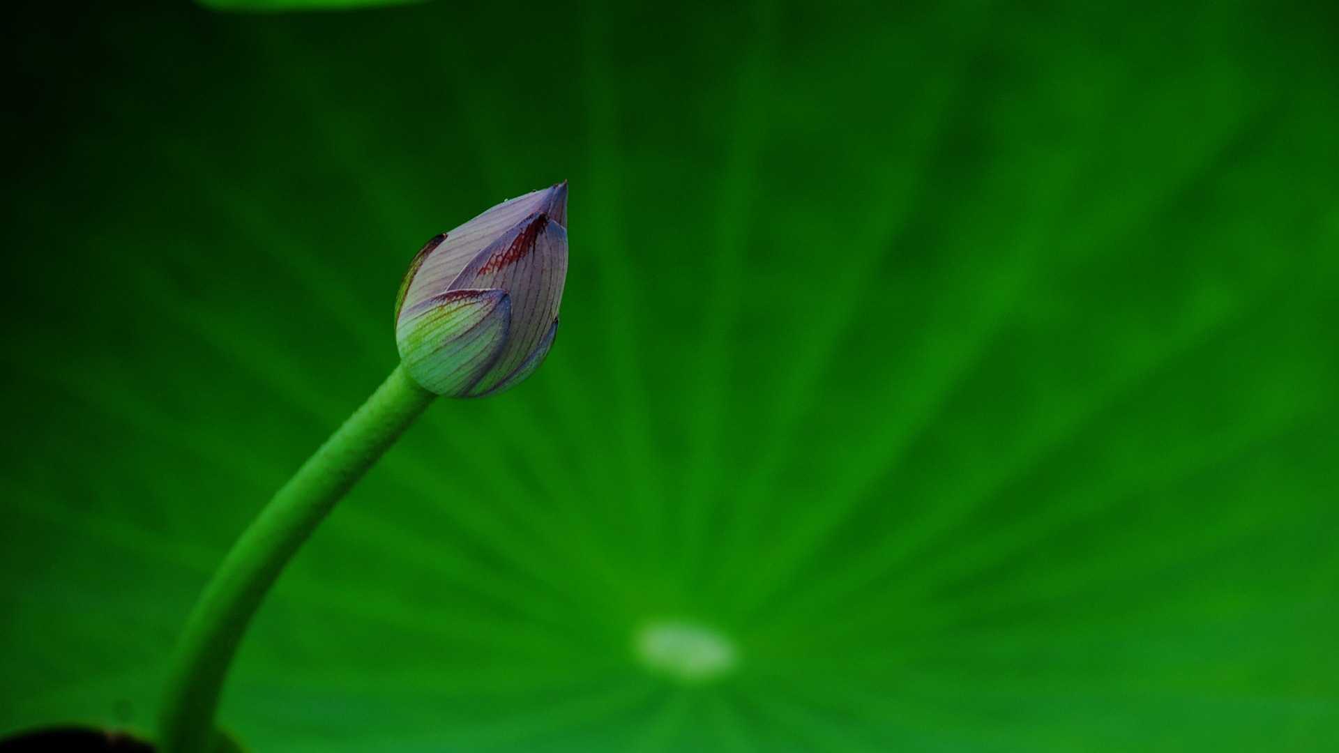 Lotus (Pretty in Pink 526 záznamů) #16 - 1920x1080