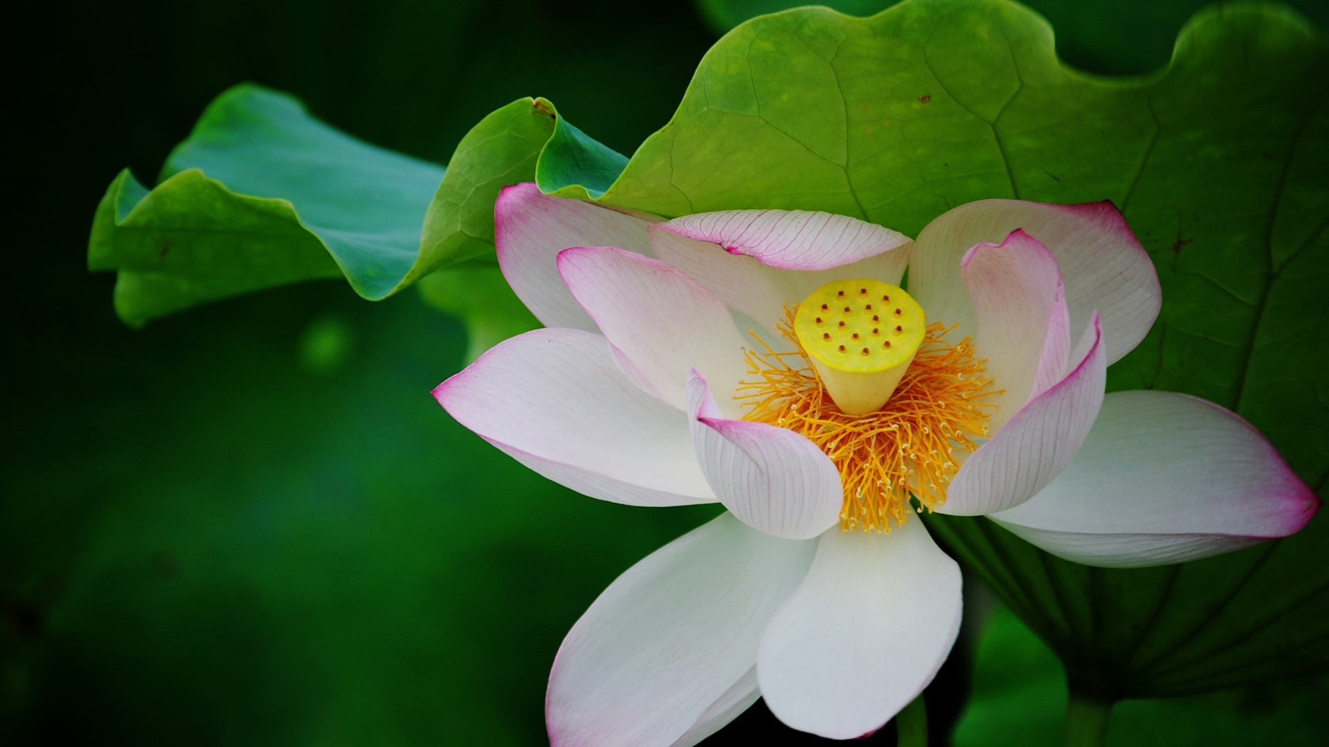 Lotus (Pretty in Pink 526 entries) #20 - 1920x1080