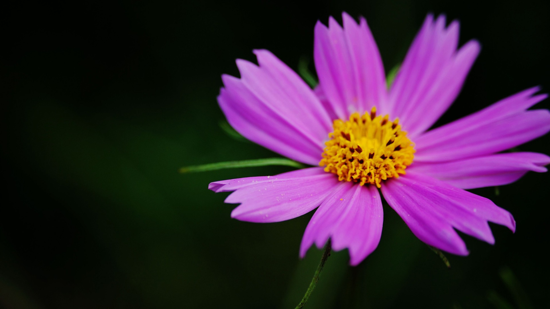Letní brilantní (Pretty in Pink 526 záznamů) #8 - 1920x1080