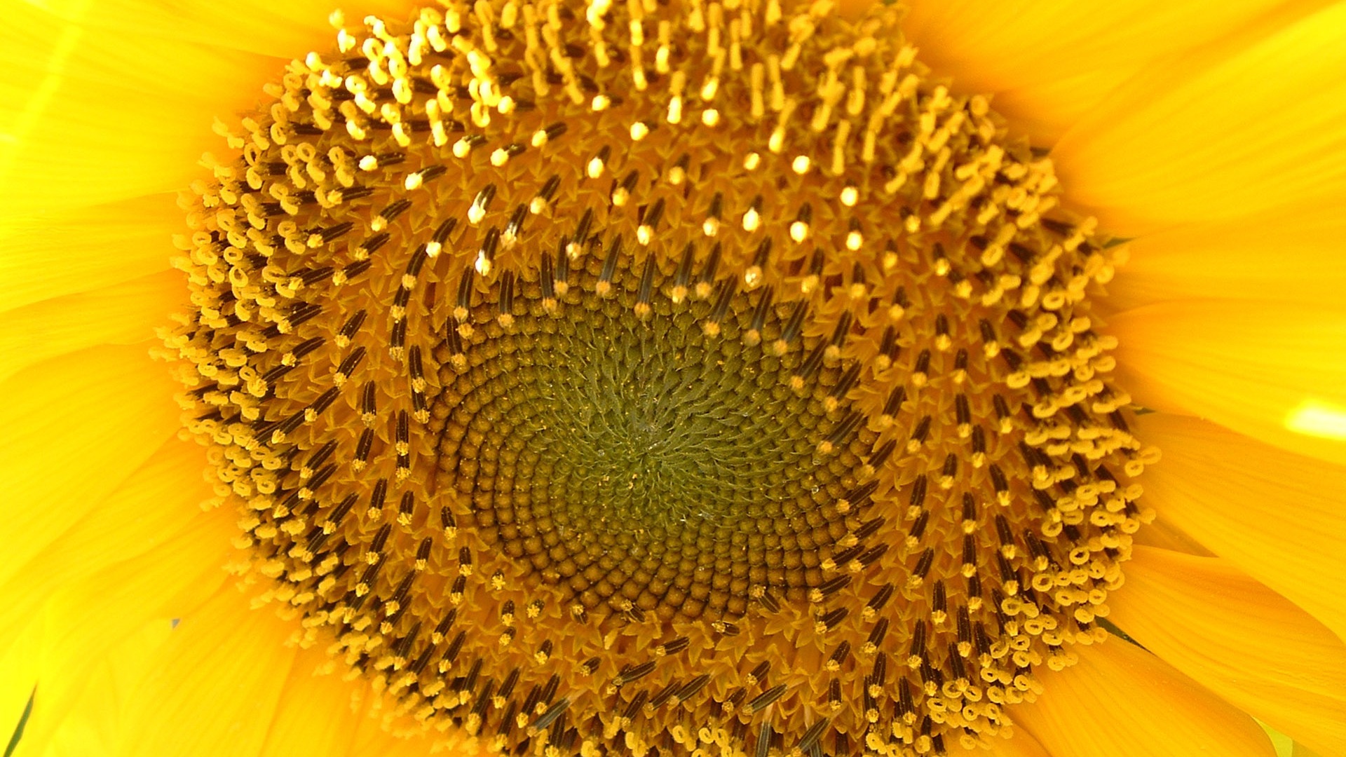 Beautiful sunflower close-up wallpaper (2) #7 - 1920x1080