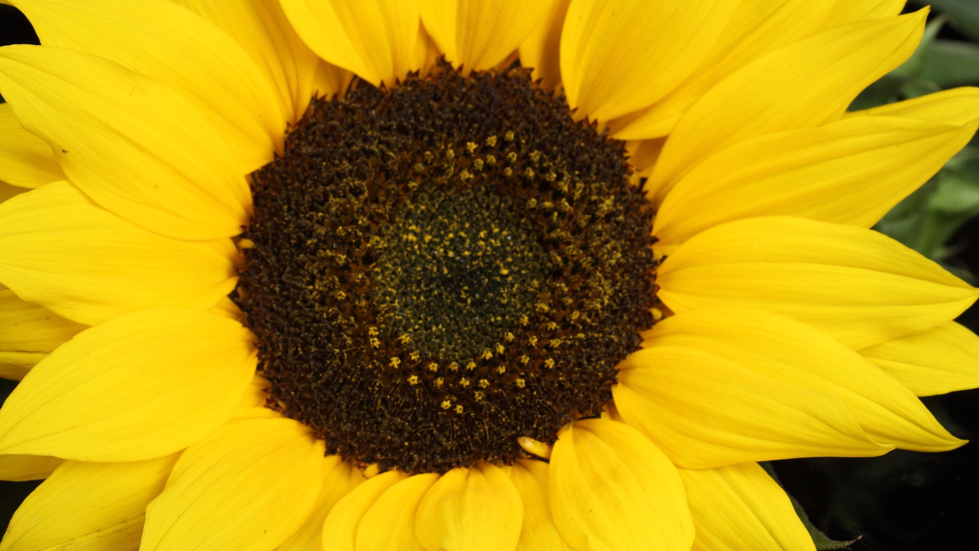 Beautiful sunflower close-up wallpaper (2) #12 - 1920x1080