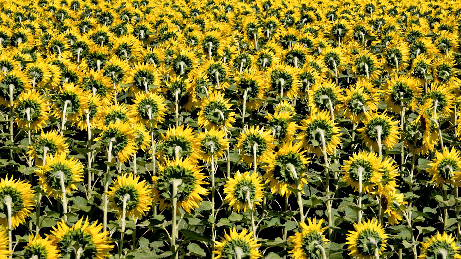 Beautiful sunflower close-up wallpaper (2) #17 - 1920x1080