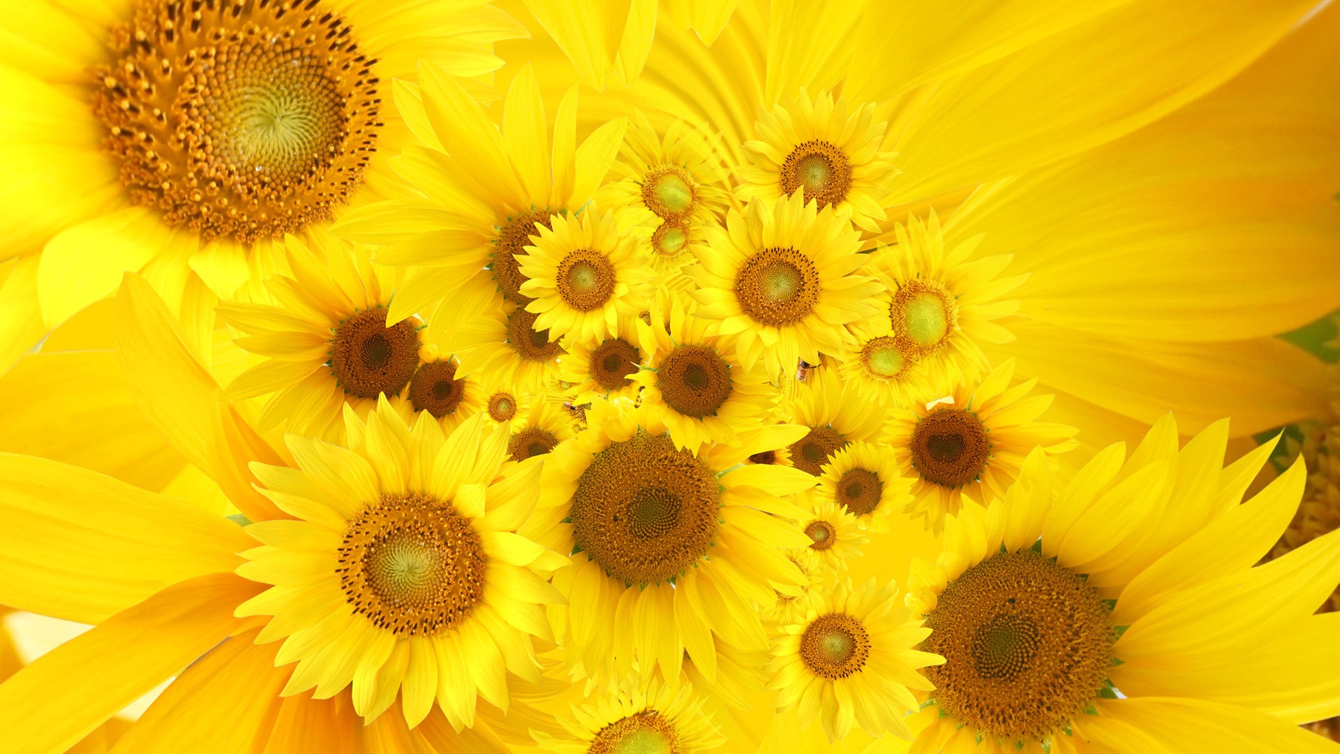 Beautiful sunflower close-up wallpaper (2) #20 - 1920x1080