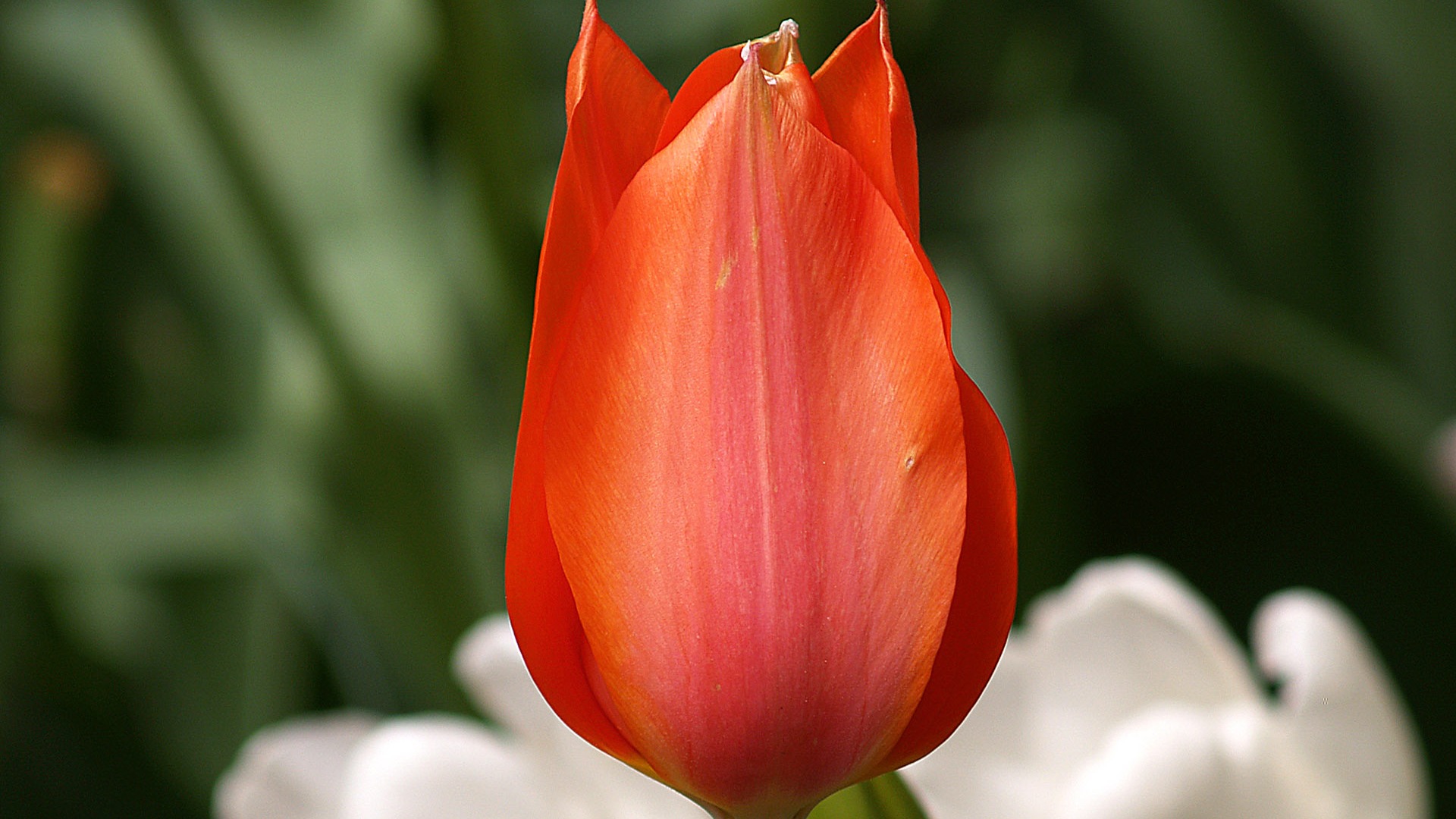 Fond d'écran album Tulip (8) #9 - 1920x1080