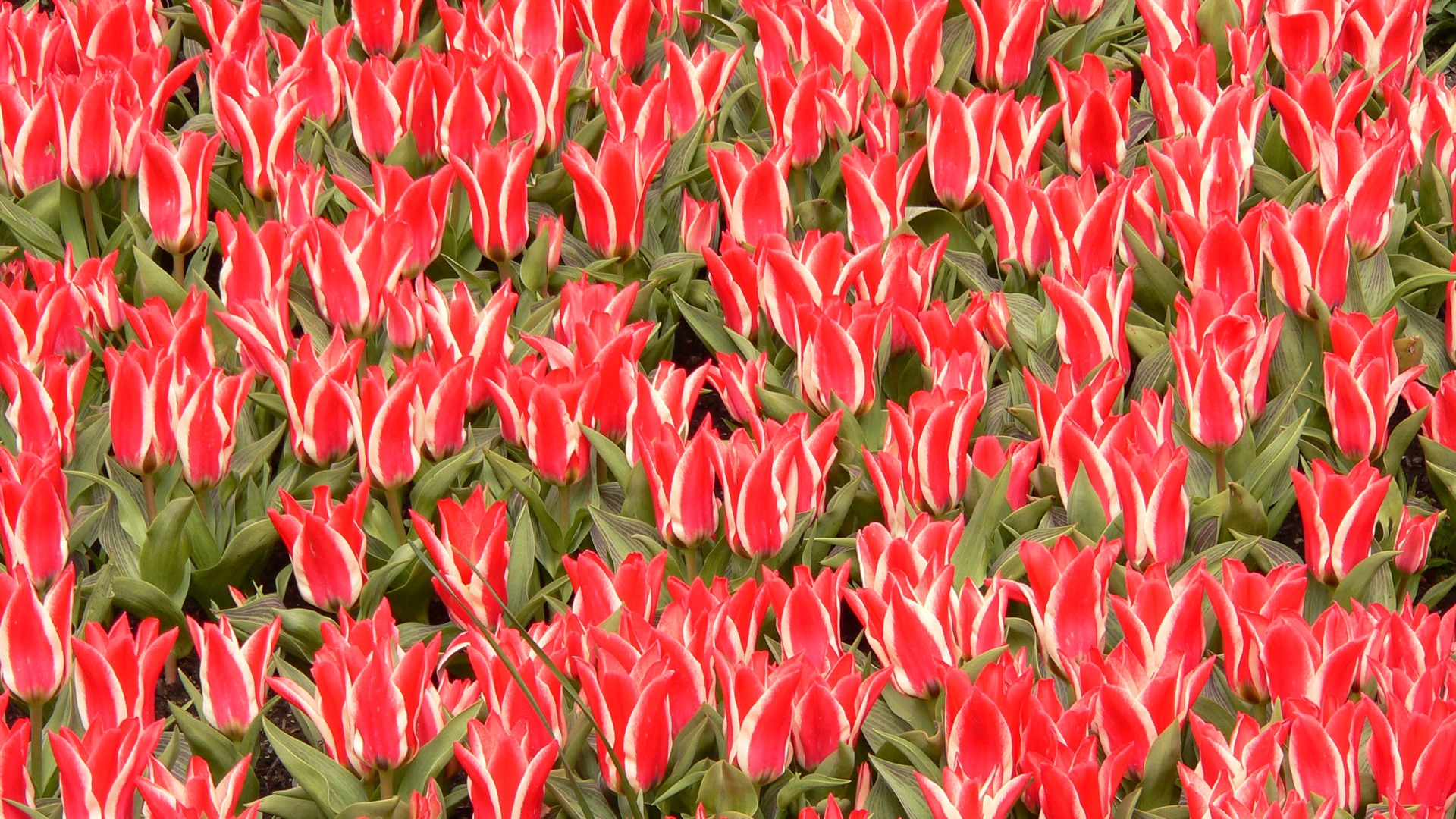 Tulip wallpaper album (8) #18 - 1920x1080