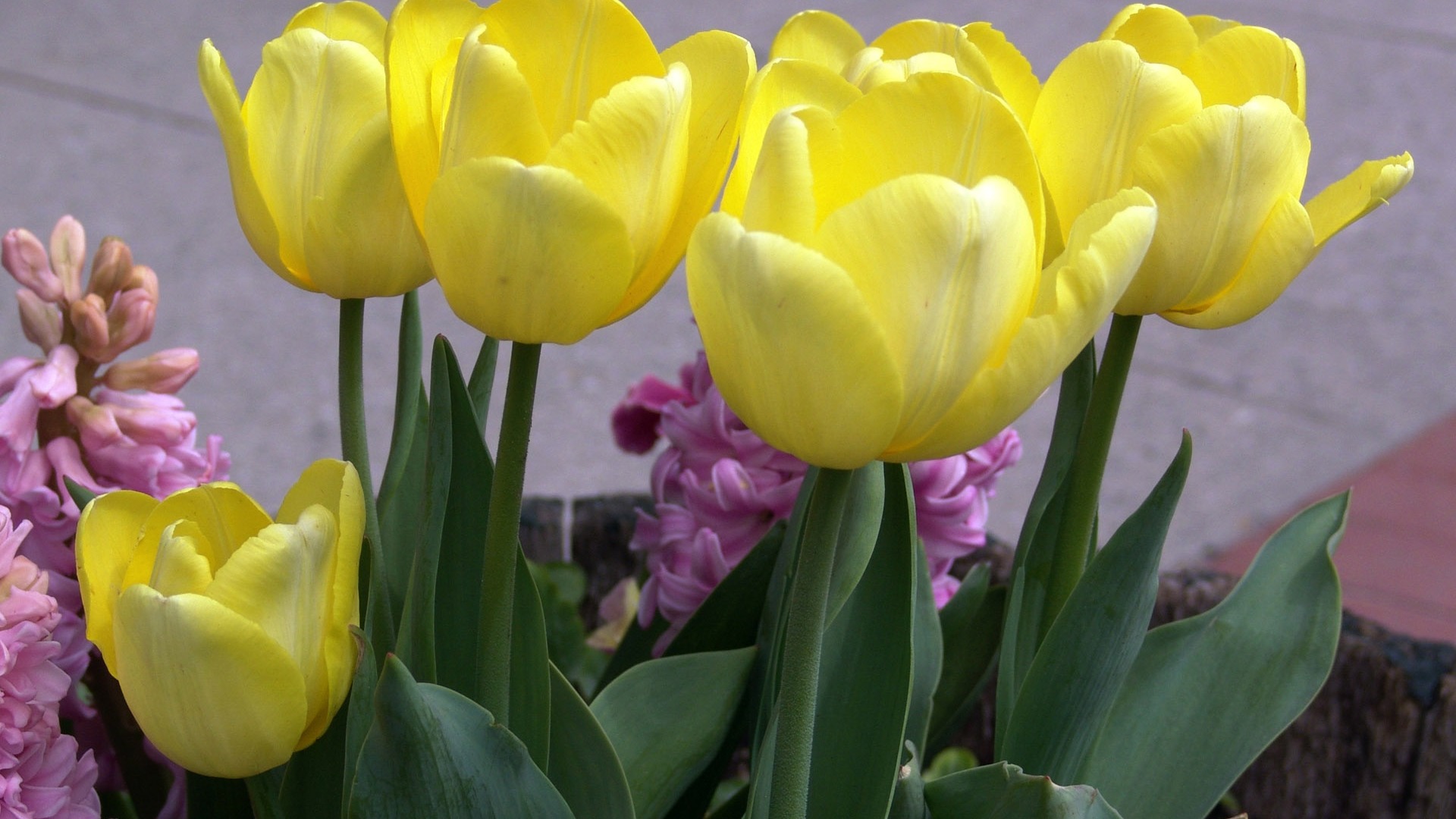 Tulip tapety album (9) #8 - 1920x1080