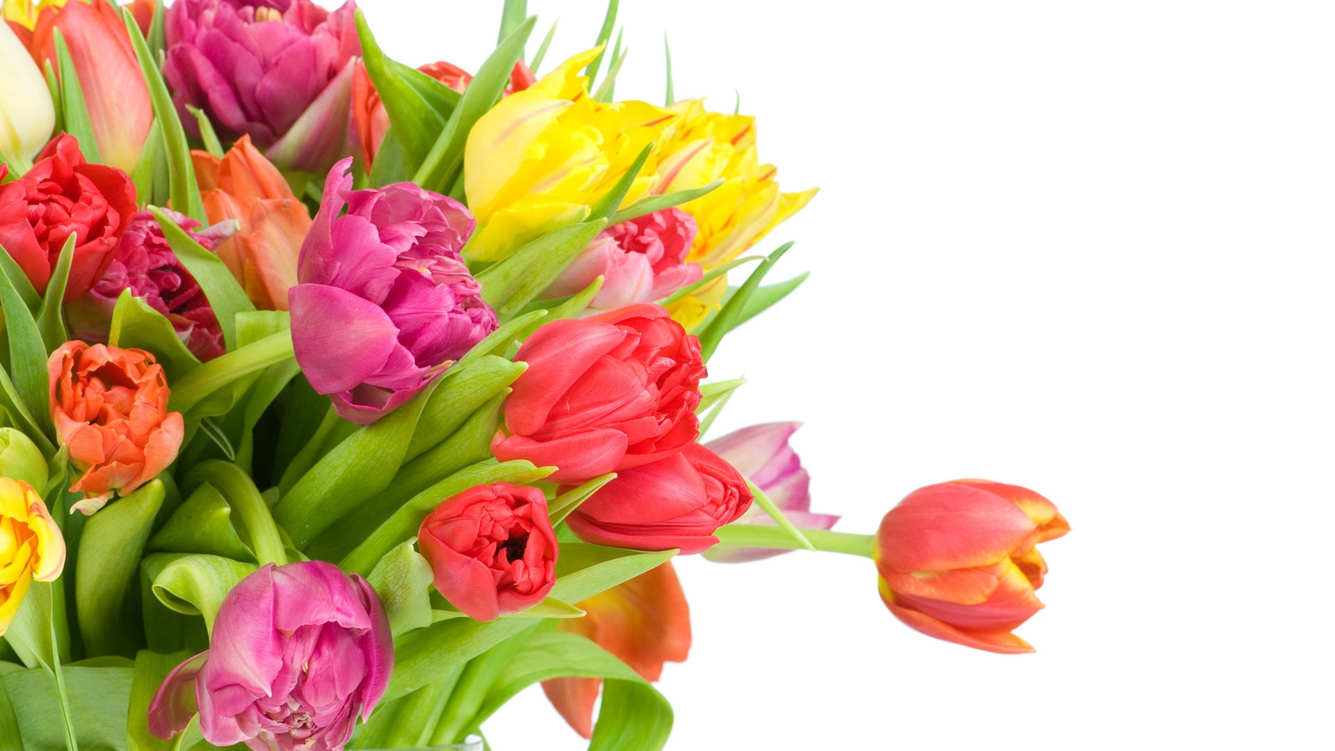 Tulip tapety album (9) #17 - 1920x1080