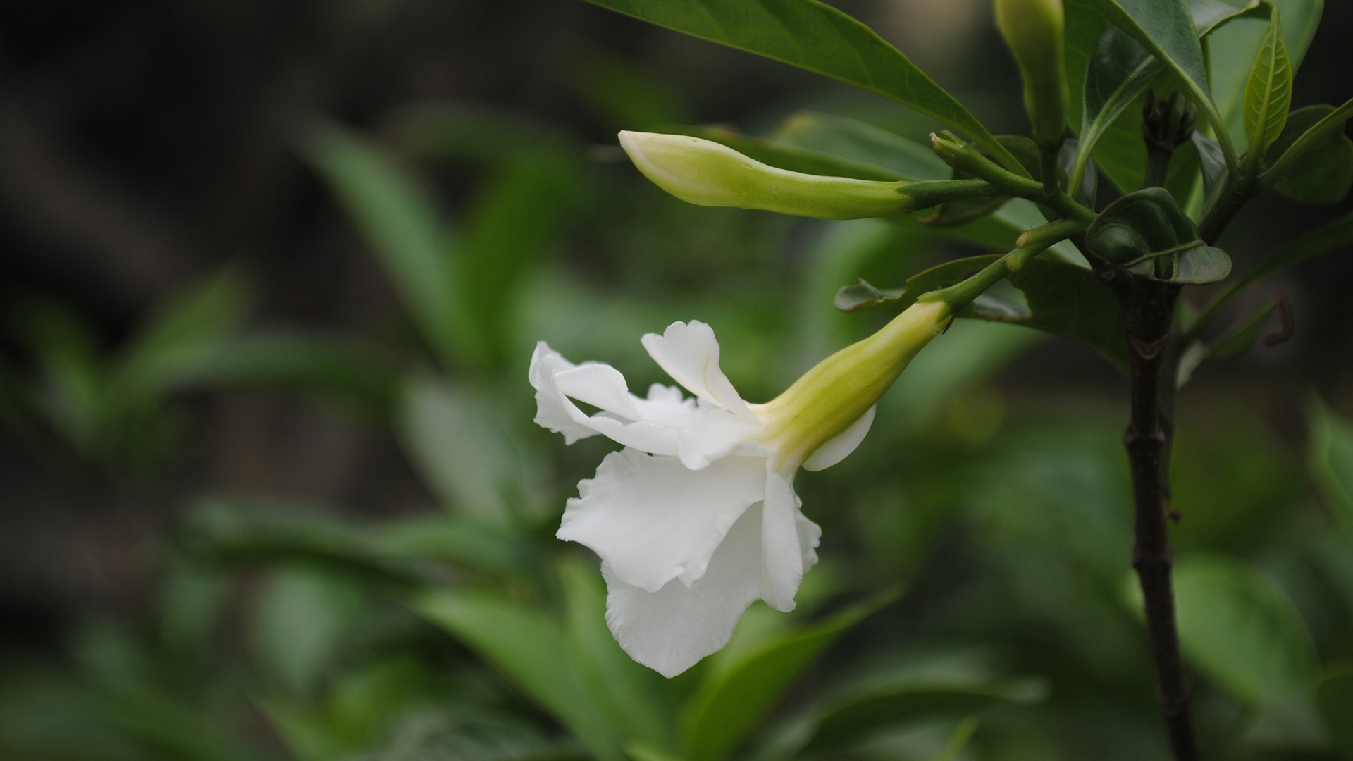 Macro Flower Grass (2) (genzhukou works) #6 - 1920x1080