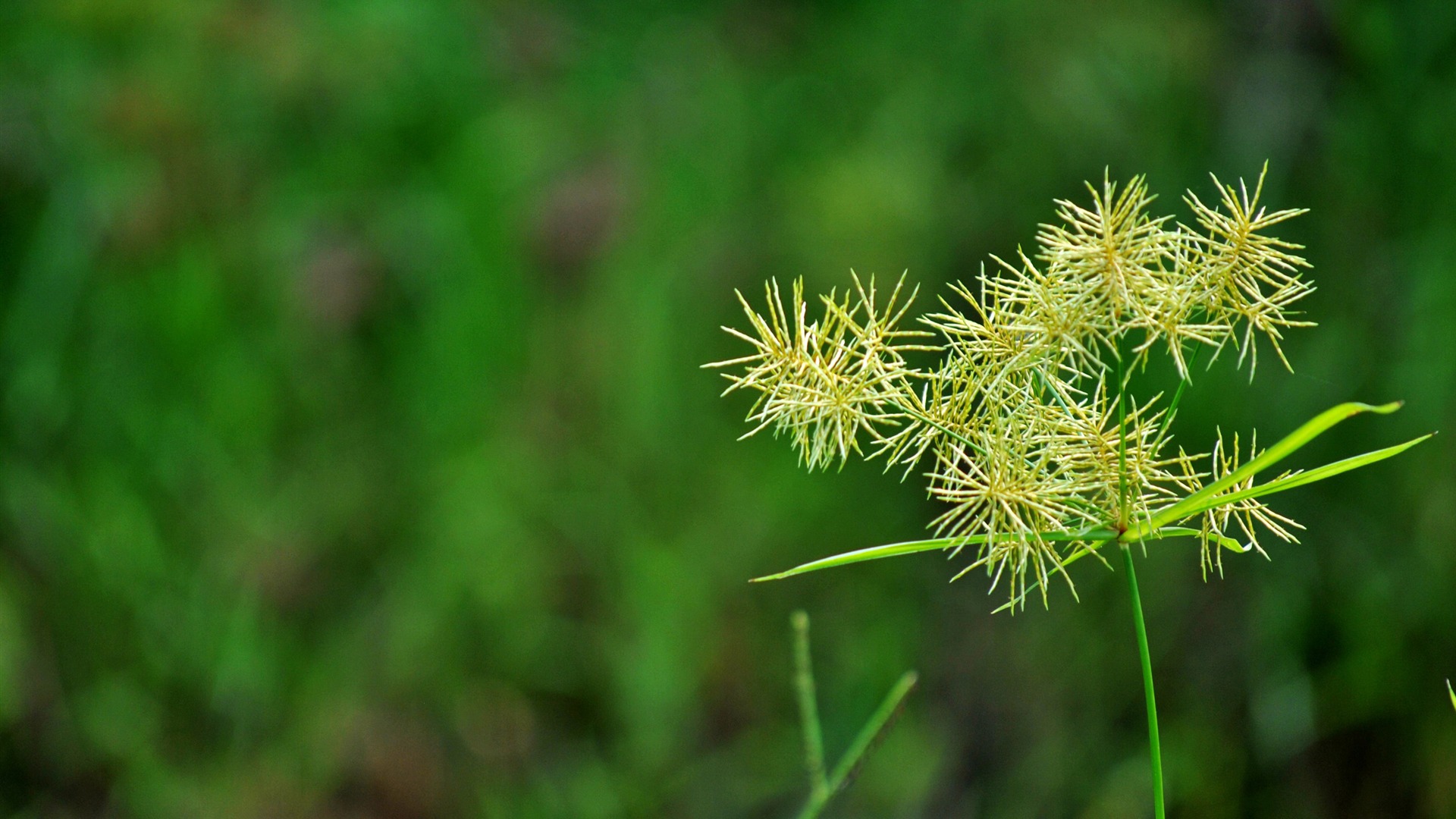 Macro Flower Grass (2) (genzhukou works) #7 - 1920x1080