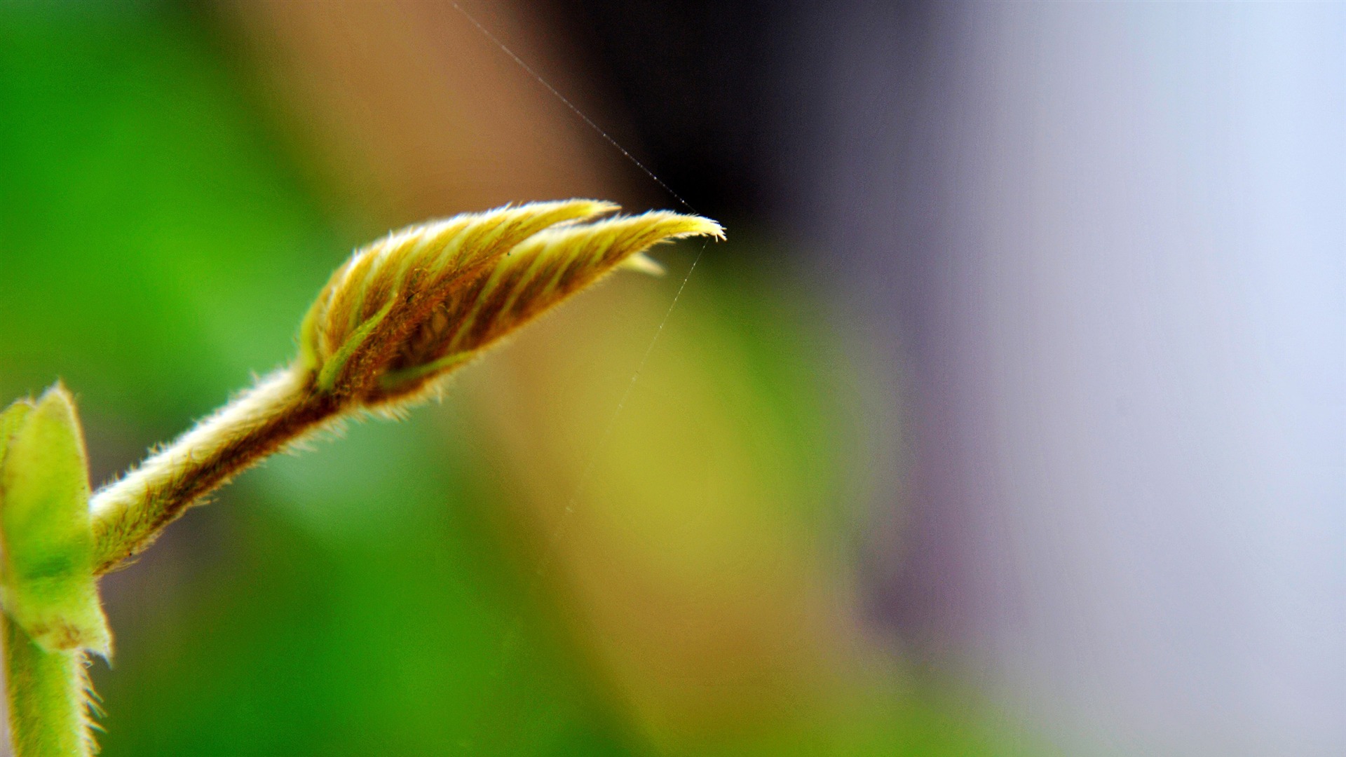 Macro Flower Grass (2) (genzhukou works) #9 - 1920x1080