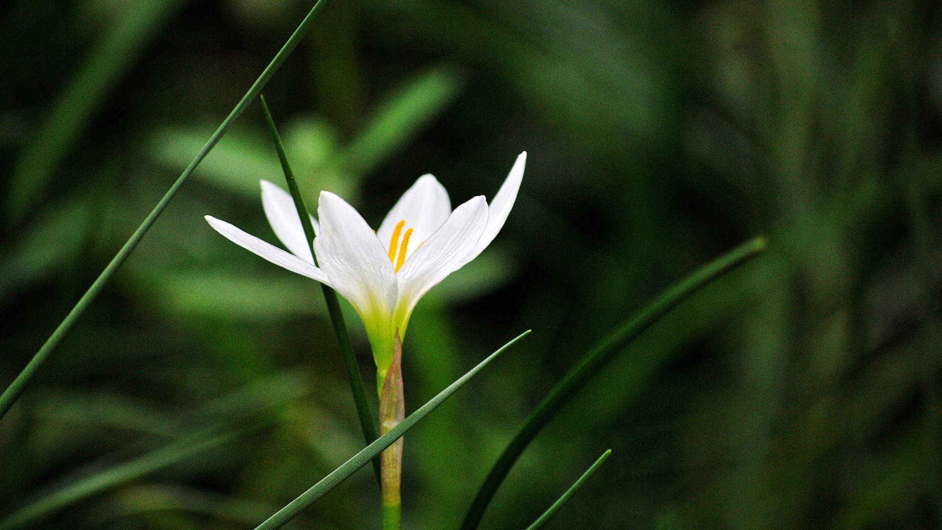 Macro Flower Grass (2) (genzhukou works) #10 - 1920x1080