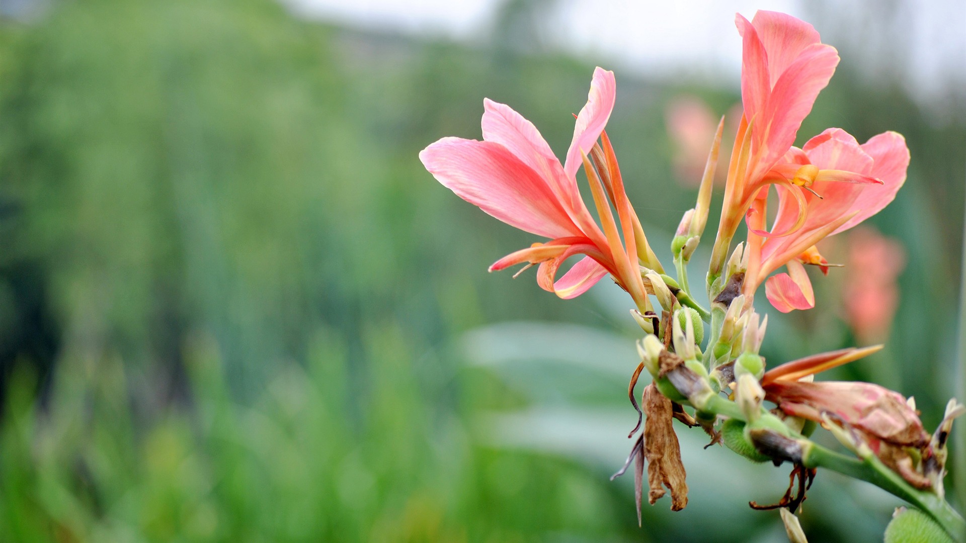 Macro Flower Grass (2) (genzhukou works) #13 - 1920x1080