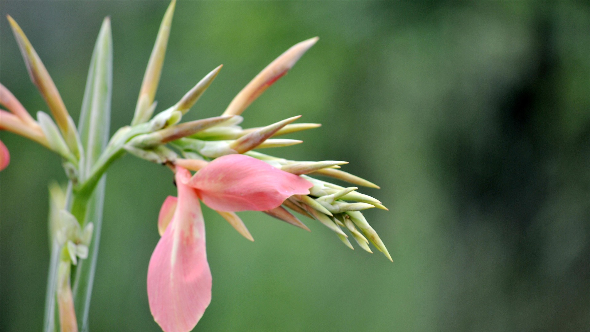 Macro Flower Grass (2) (genzhukou works) #14 - 1920x1080