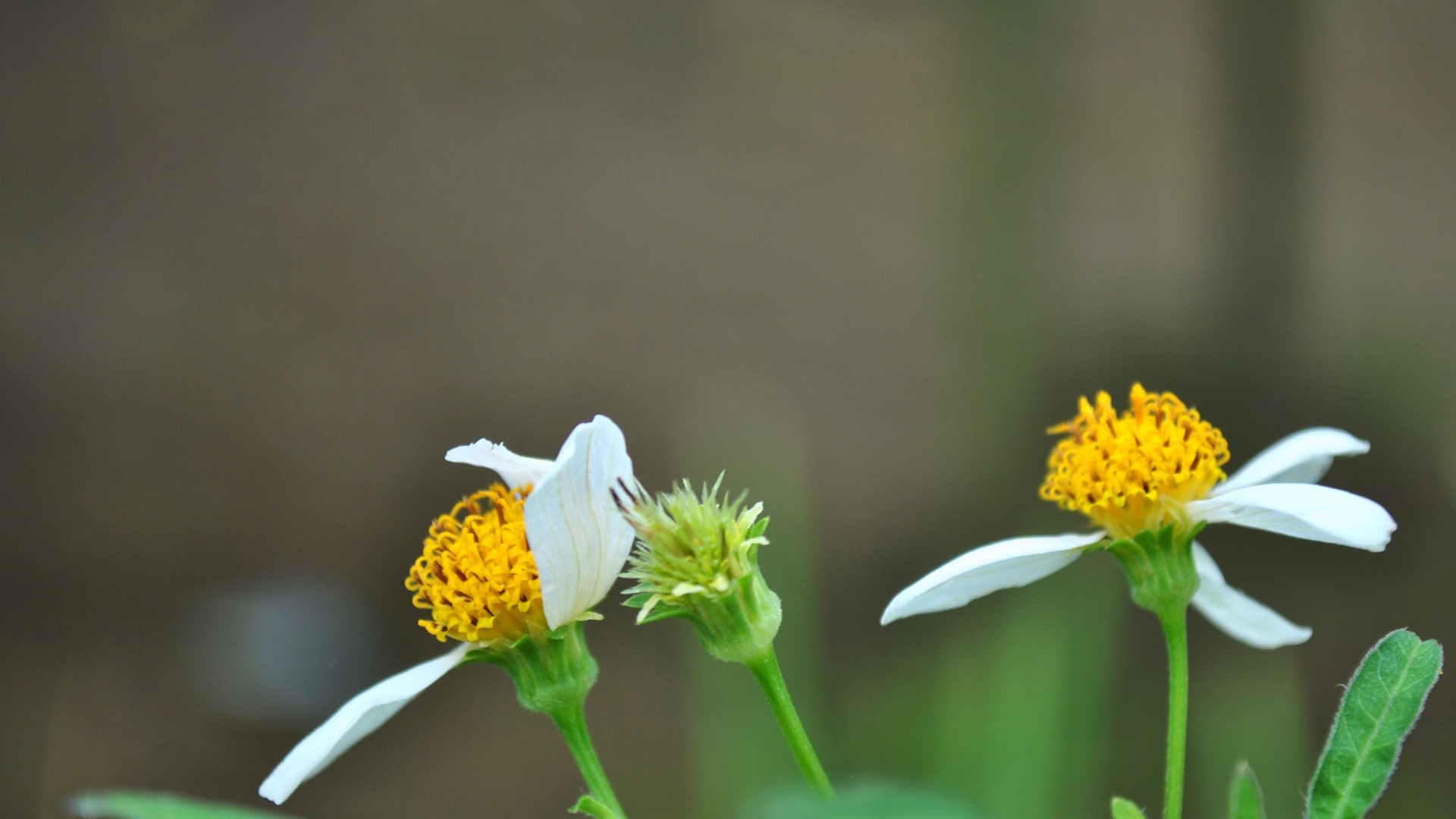 Macro Flower Grass (2) (genzhukou works) #20 - 1920x1080