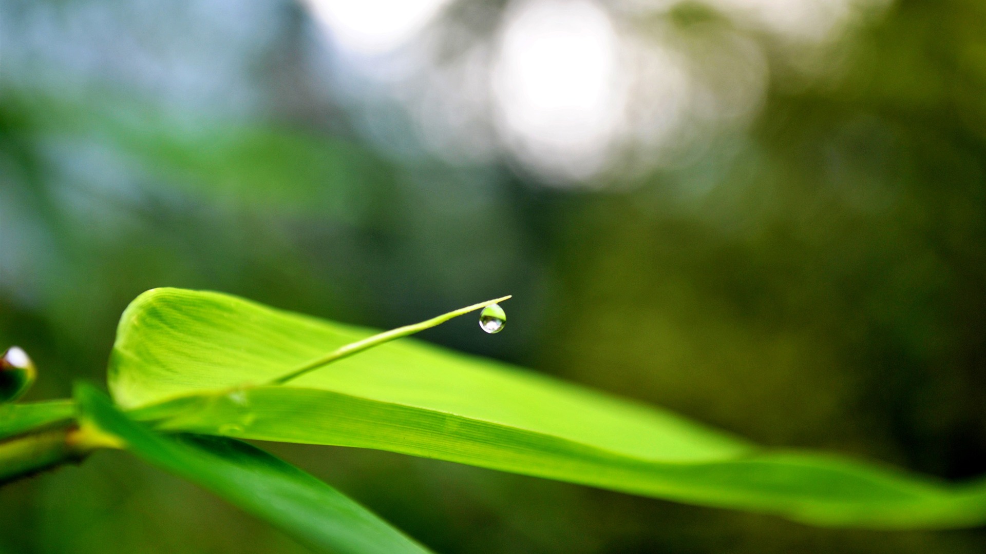 Macro Flower Grass (2) (genzhukou works) #21 - 1920x1080