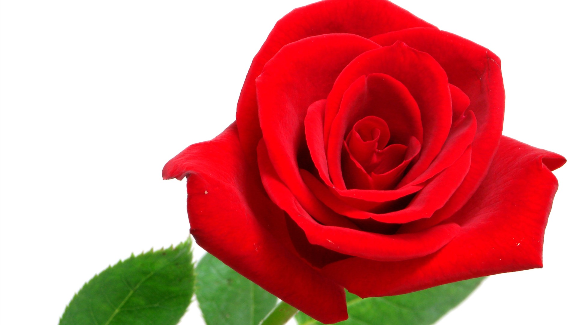 Large Rose Photo Wallpaper (6) #7 - 1920x1080